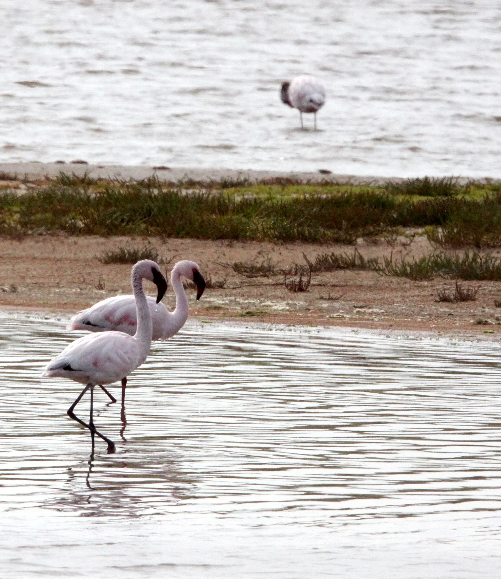 Phoeniconaias minor - Lesser Flamingo - Eland's Bay South Africa (2).JPG