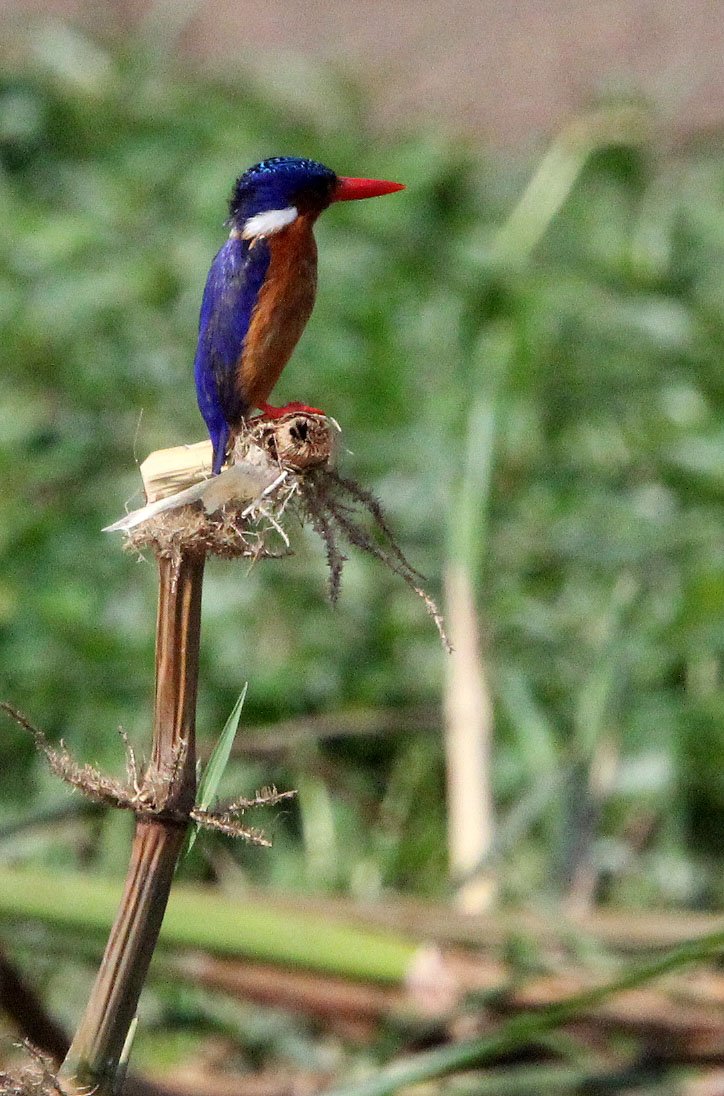 Corythornis cristatus - MALACHITE KINGFISHER - QUEEN ELIZABETH NATIONAL PARK UGANDA (11).JPG