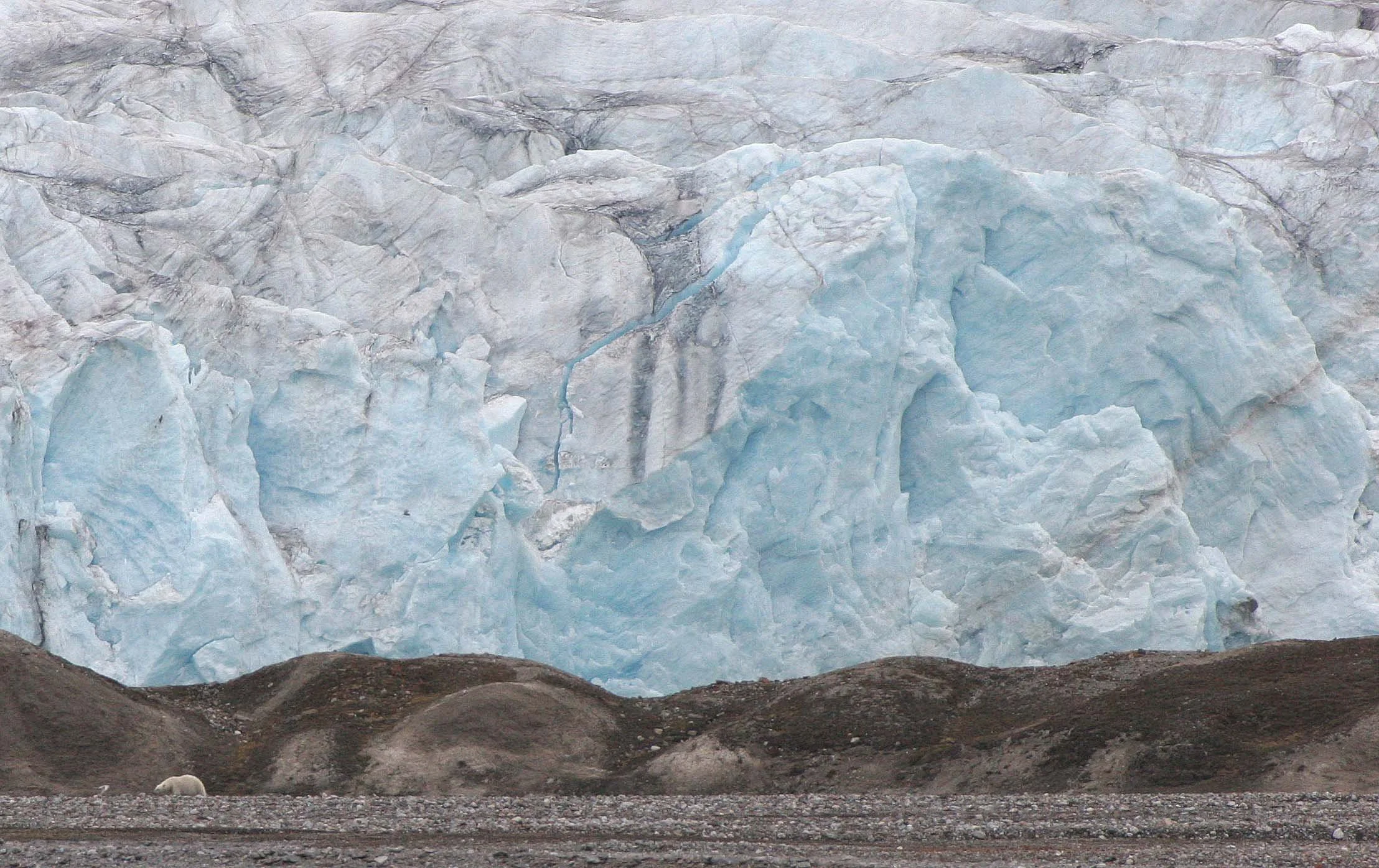 URSID - POLAR BEAR - SVALBARD (342).jpg
