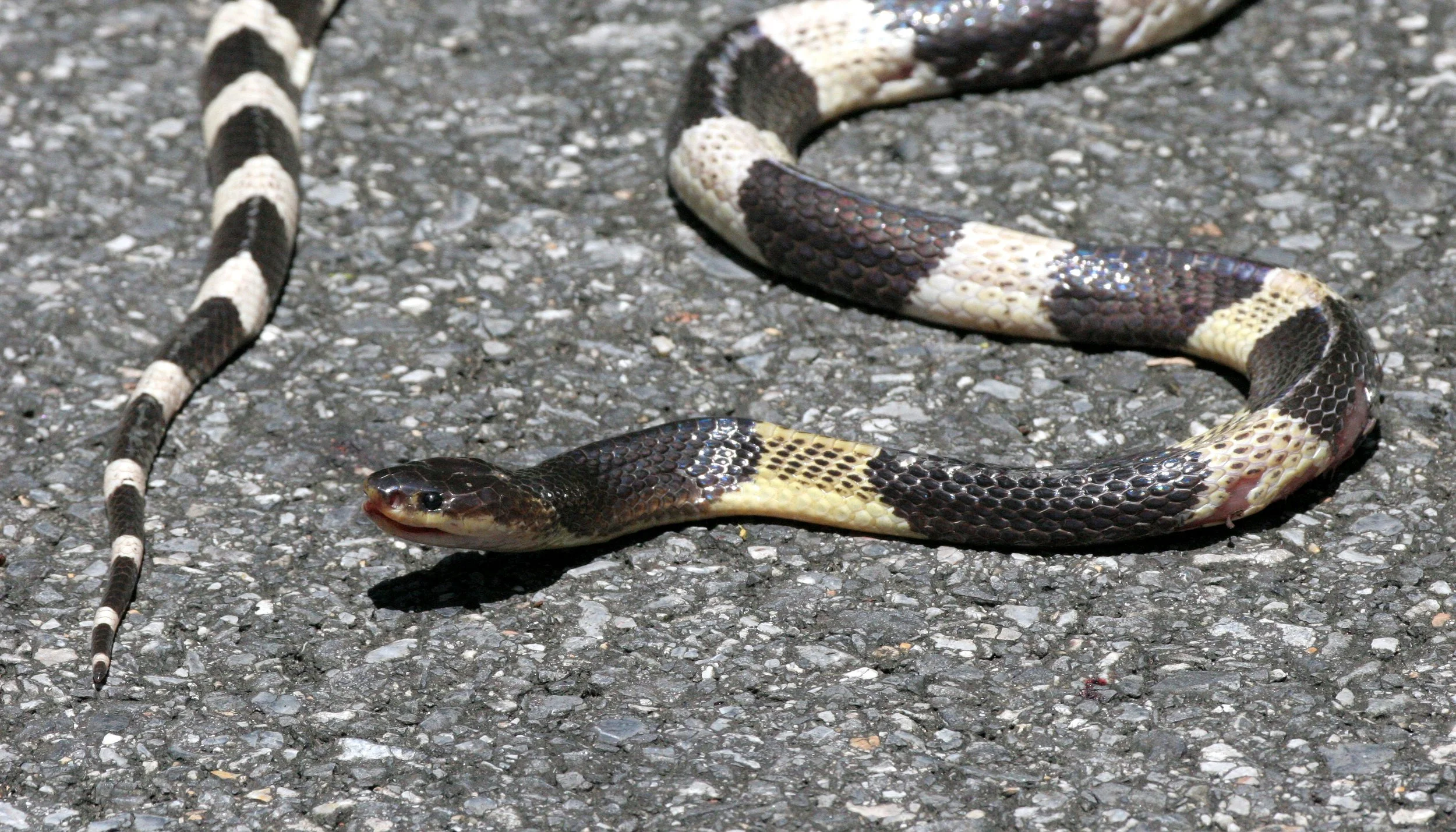 Bungarus candidus -  MALAYAN OR BLUE KRAIT - KHAO YAI NATIONAL PARK THAILAND (11).JPG