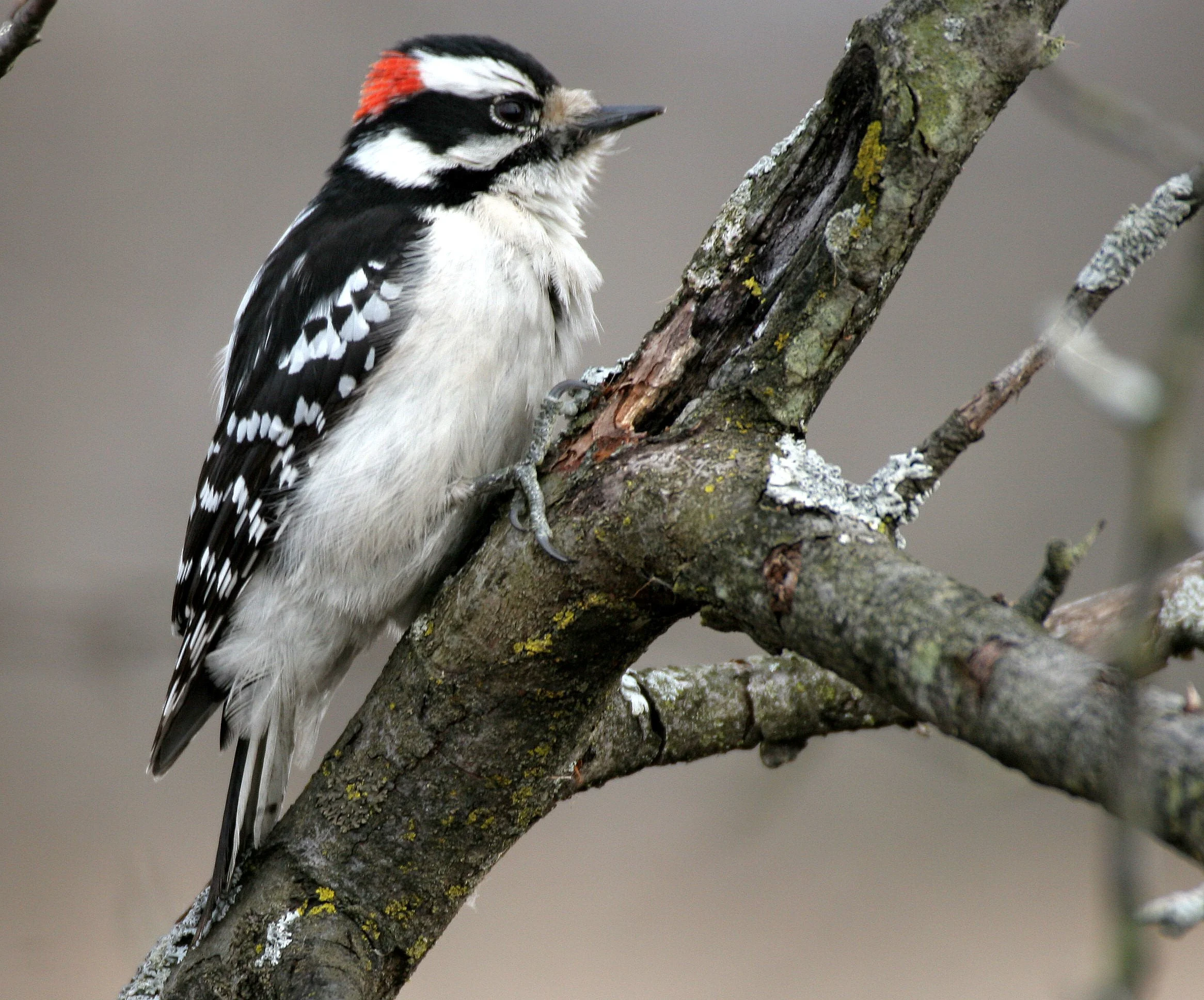 BIRD - WOODPECKER - DOWNY WOODPECKER - LINCOLN MARSH ILLINOIS.JPG
