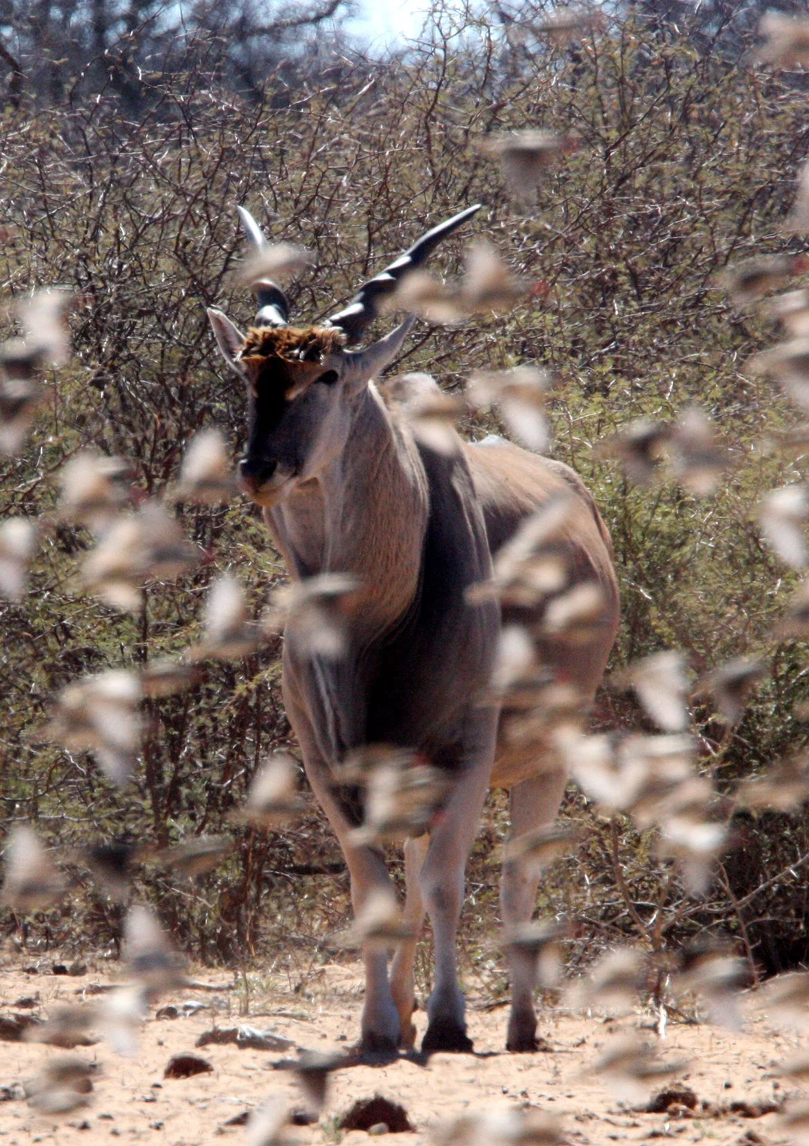 Red-billed Quelea (Quelea quelea) Etosha NP Namibia (10).JPG