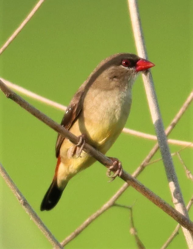 RED AVADAVAT - Amandava amandava - LAT KRABANG RICE FIELDS AT THAP YAO (44).jpg