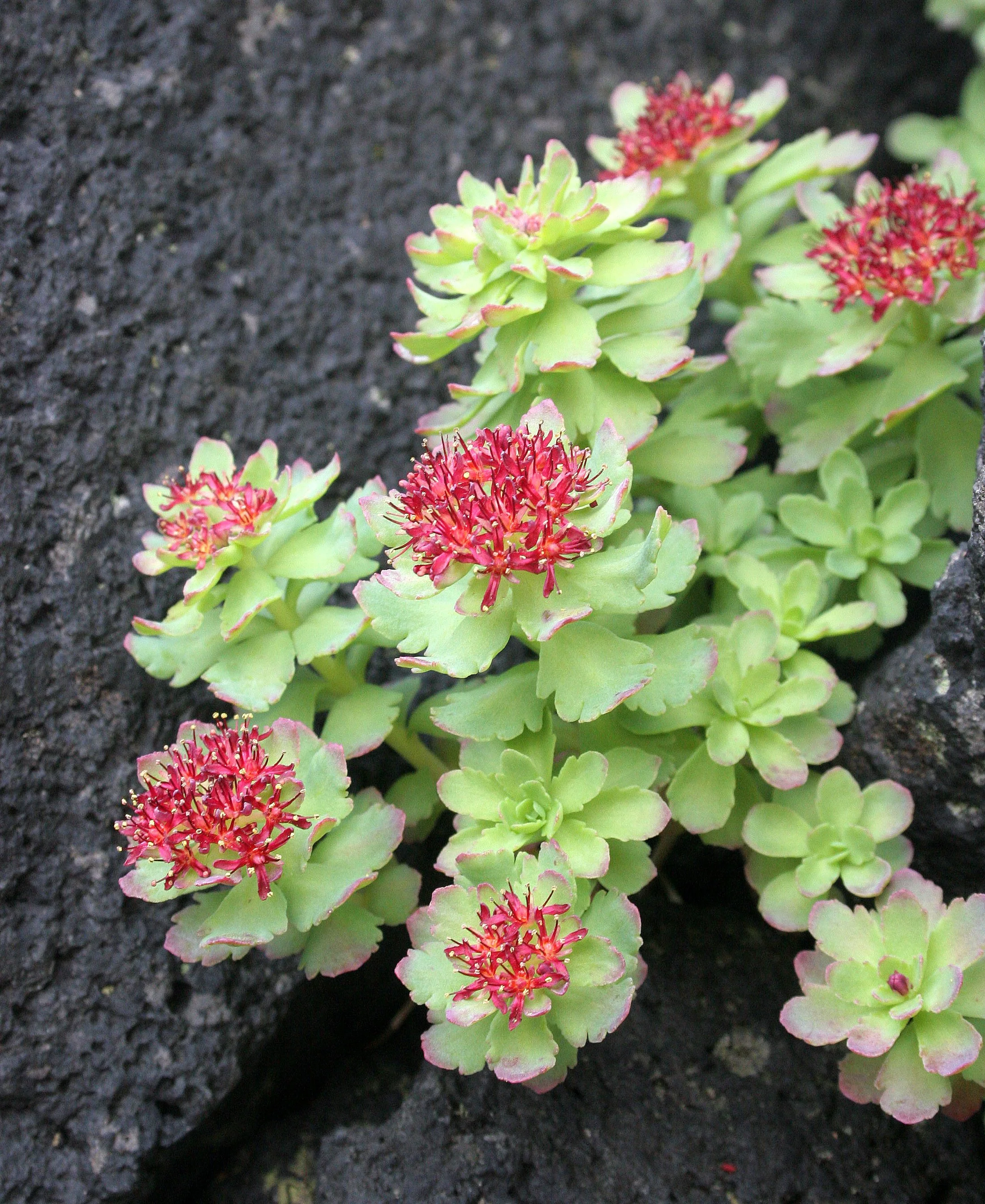 KURIL ISLANDS - FLORA  (93).jpg