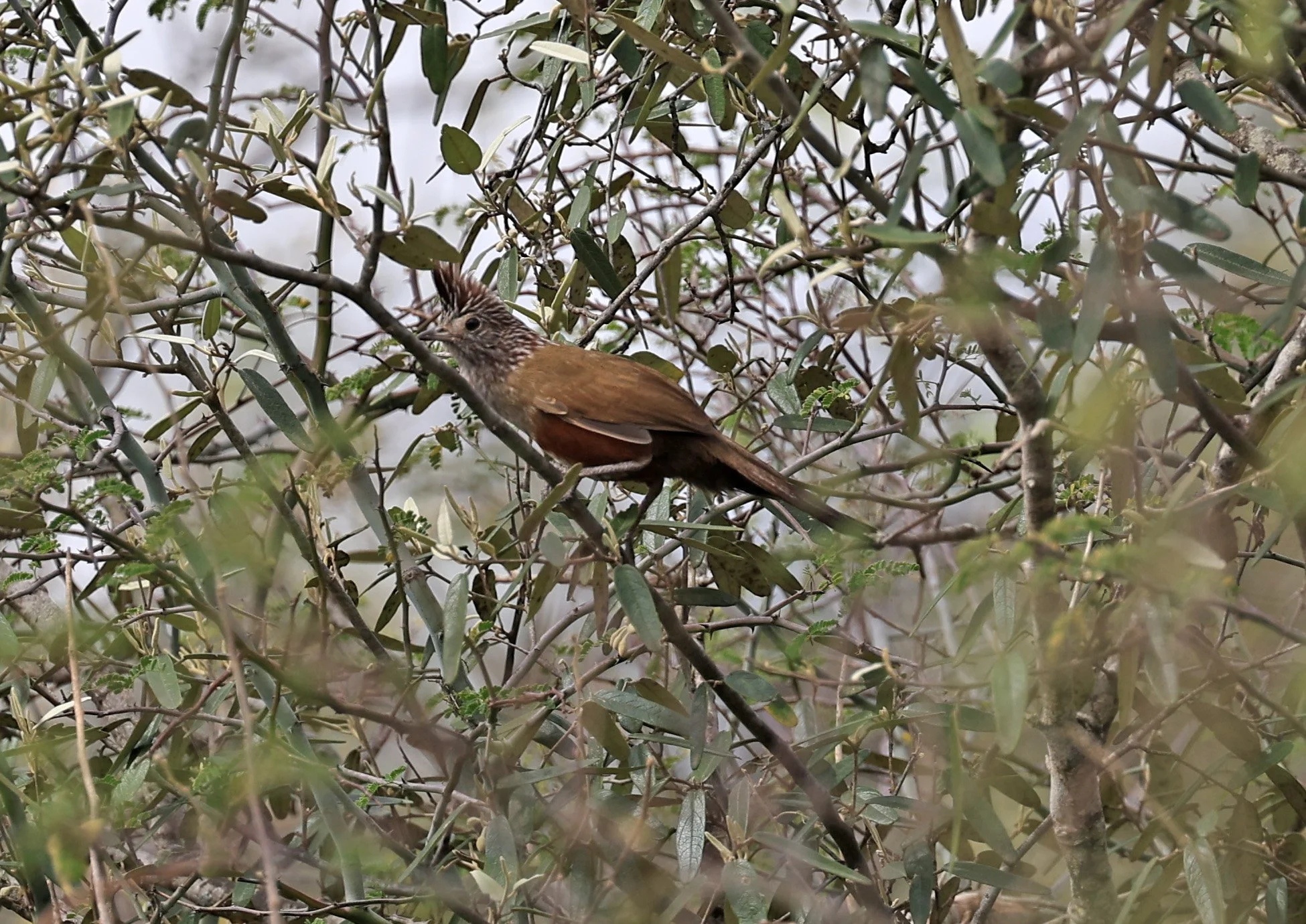 Crested Gallito (Rhinocrypta lanceolata) La Patria Sideroads Paraguay (50).jpg