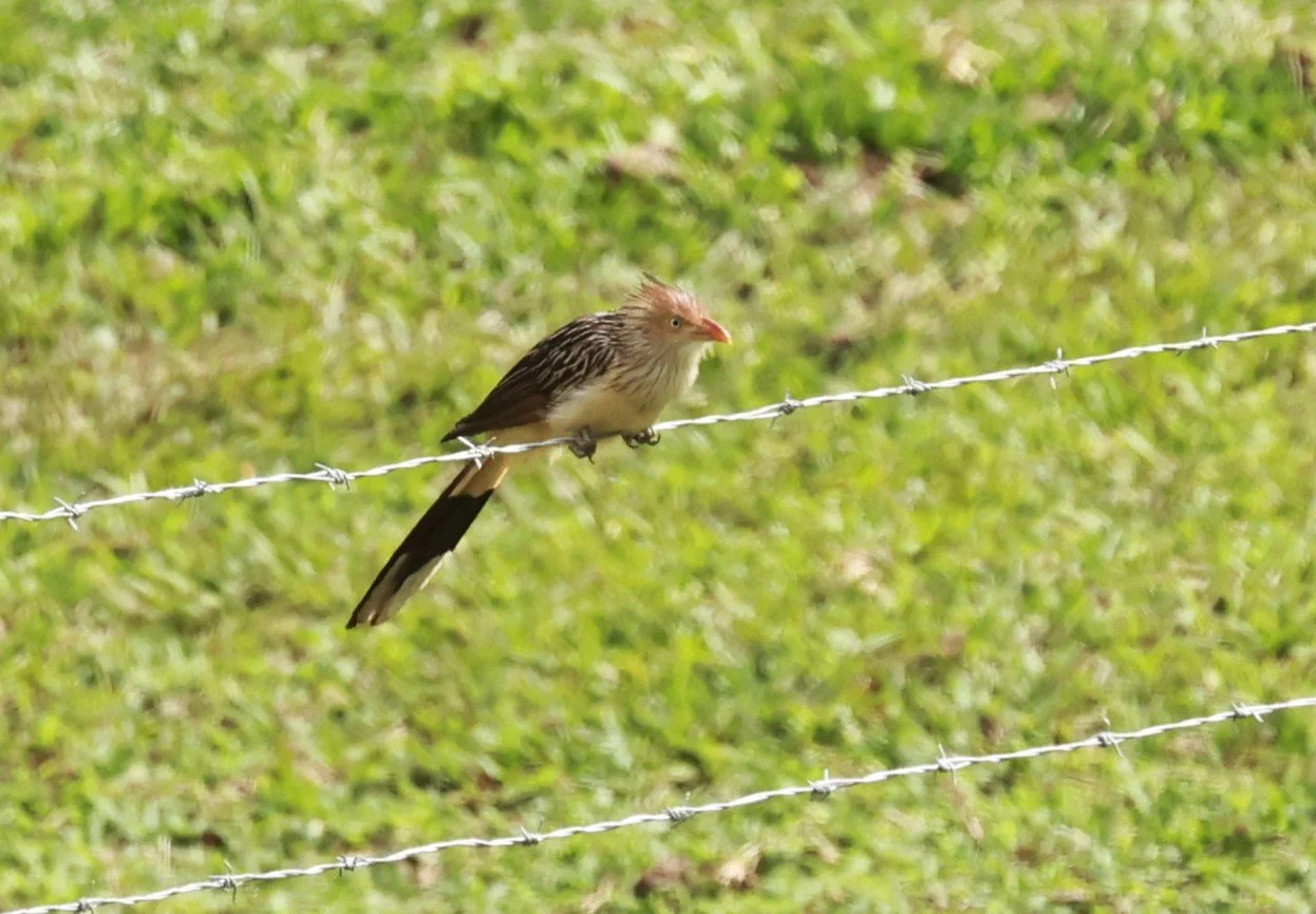 Guira Cuckoo (Guira guira) Alfonso Claudio, Espirito Santo, Brazil (7).JPG