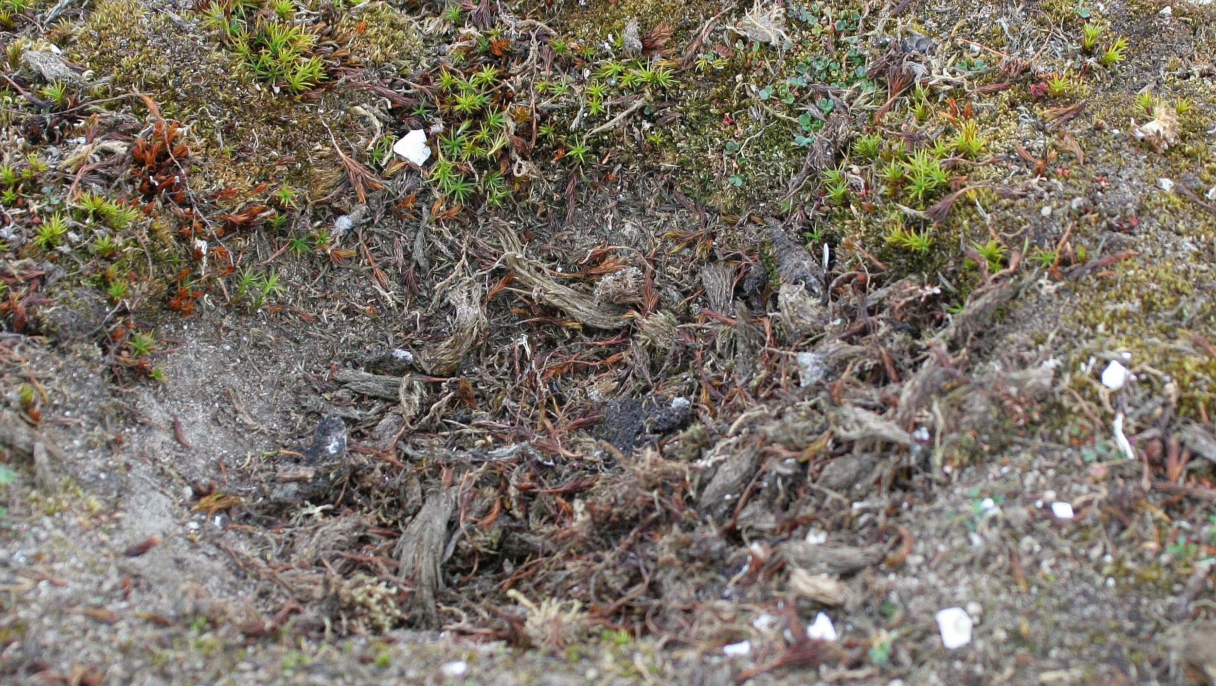 BIRD - TERN - ARCTIC TERN - SVALBARD (22).jpg