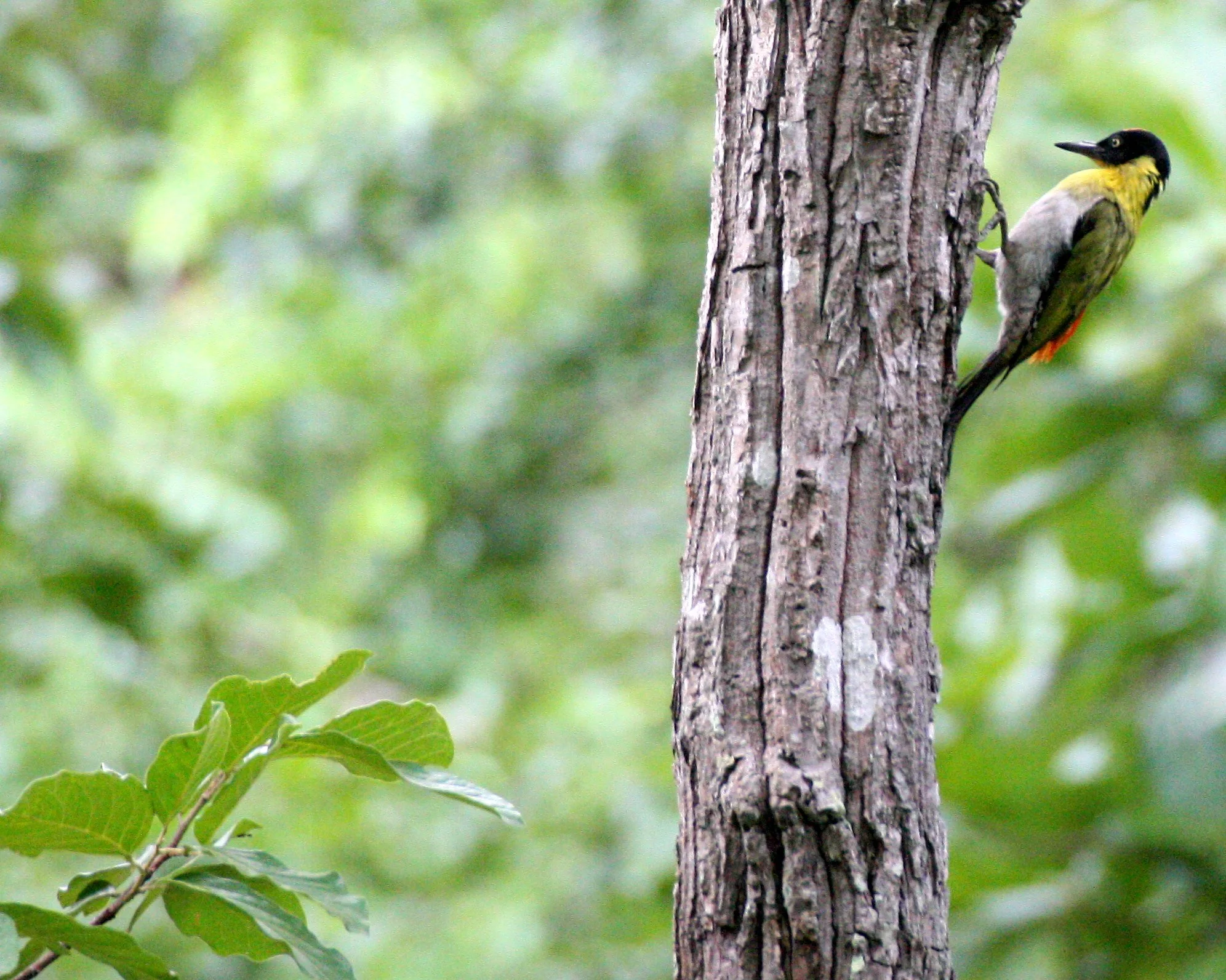 WOODPECKER - BLACK-HEADED WOODPECKER - Picus erythropygius - HUAI KHA KHAENG NWS THAILAND (27).JPG