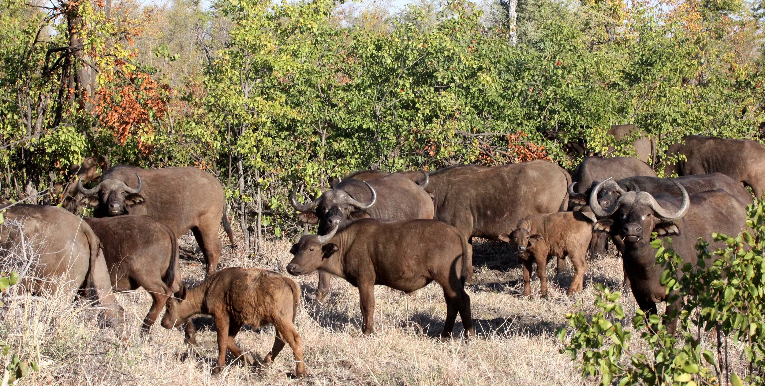BUFFALO - CAPE BUFFALO - Syncerus caffer - KRUGER NATIONAL PARK SOUTH AFRICA (12).JPG