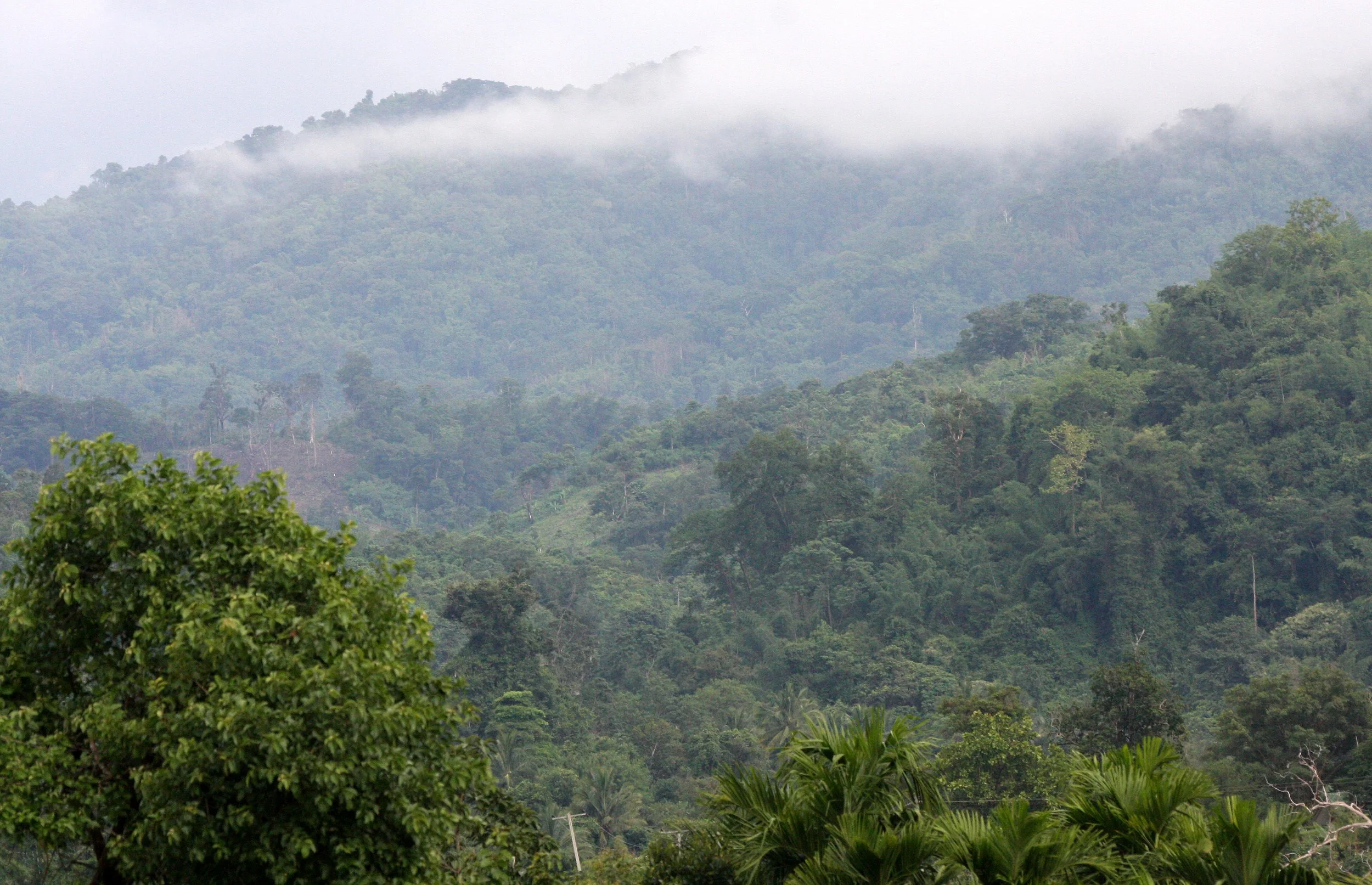 HUAI KHA KHAENG WS - FOREST SCENES (4).JPG