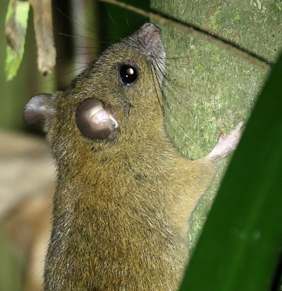 Melomys (Melomys cervinipes) Kingfisher Park Birdwatchers Lodge - Queensland 