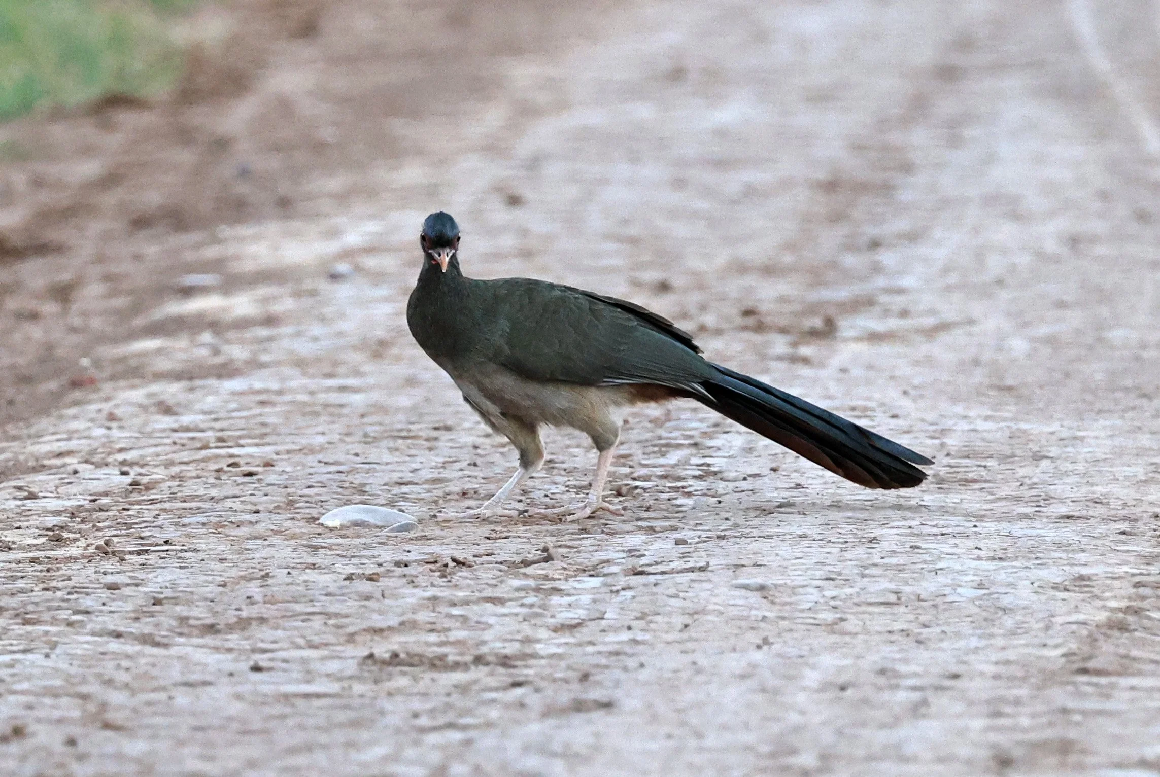 Chaco chachalaca (Ortalis canicollis) Agua Dulce Paraguay (7).jpg