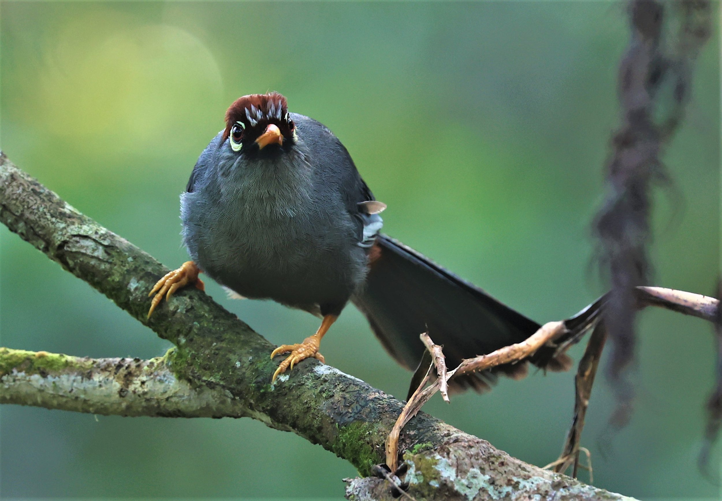 Pterorhinus mitratus - CHESTNUT-CAPPED LAUGHINGTHRUSH - FRASER'S HILL, MALAYSIA JUNE 2022 (4).jpg