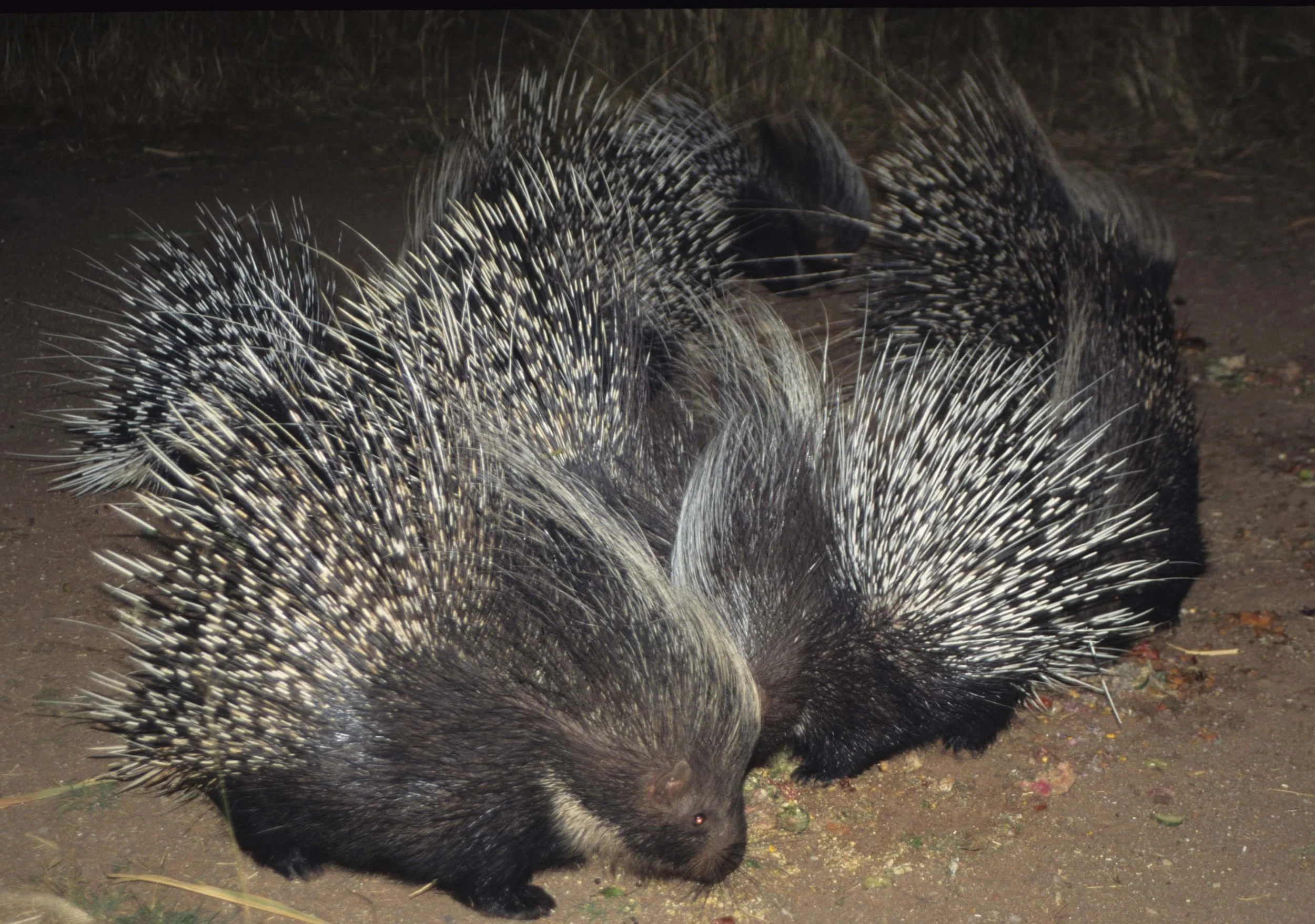 RODENTIA - SOUTHERN AFRICAN CRESTED PORCUPINE.jpg
