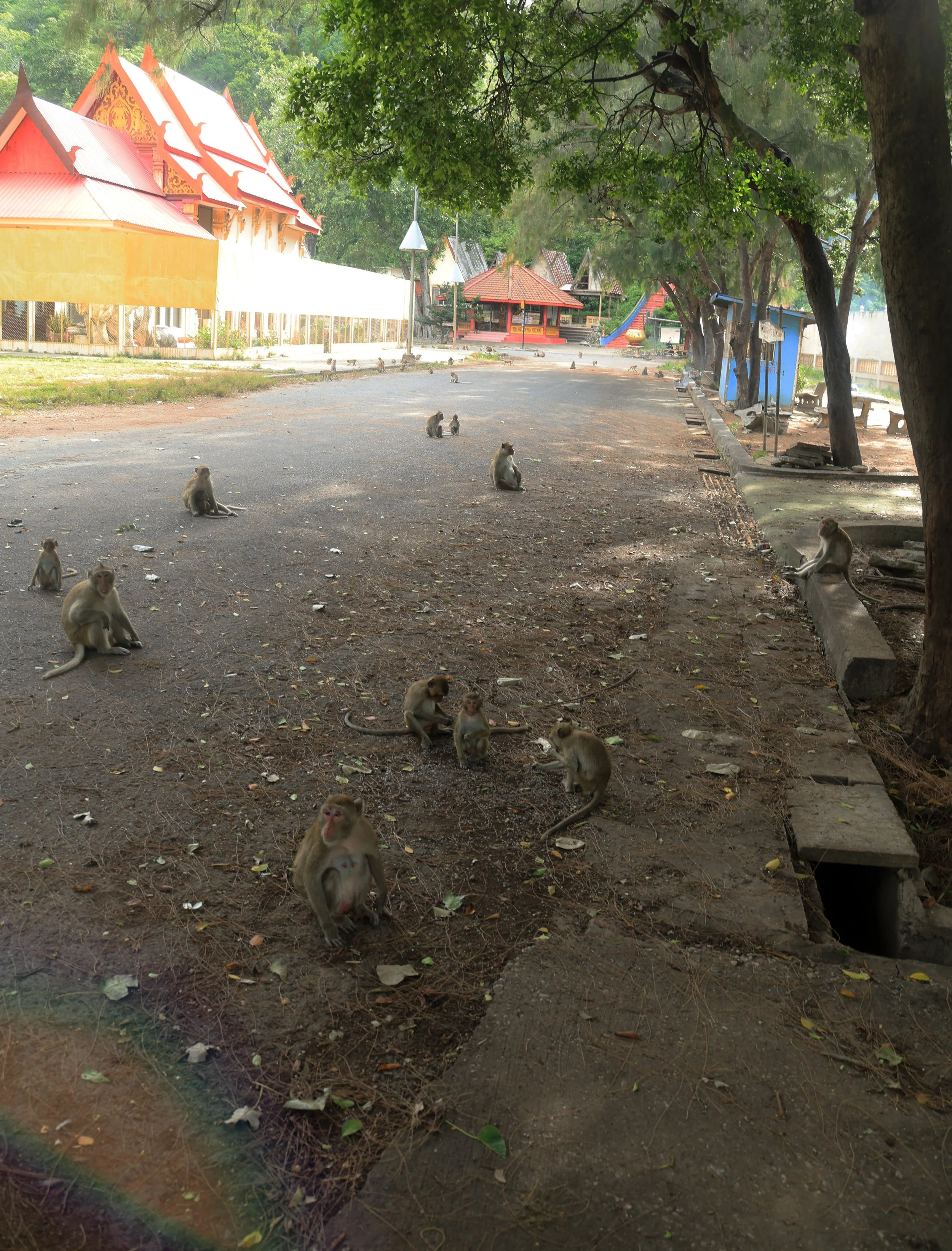 Khao Nor Khao Kaew Bat Viewing Nakhon Sawan (9).jpg