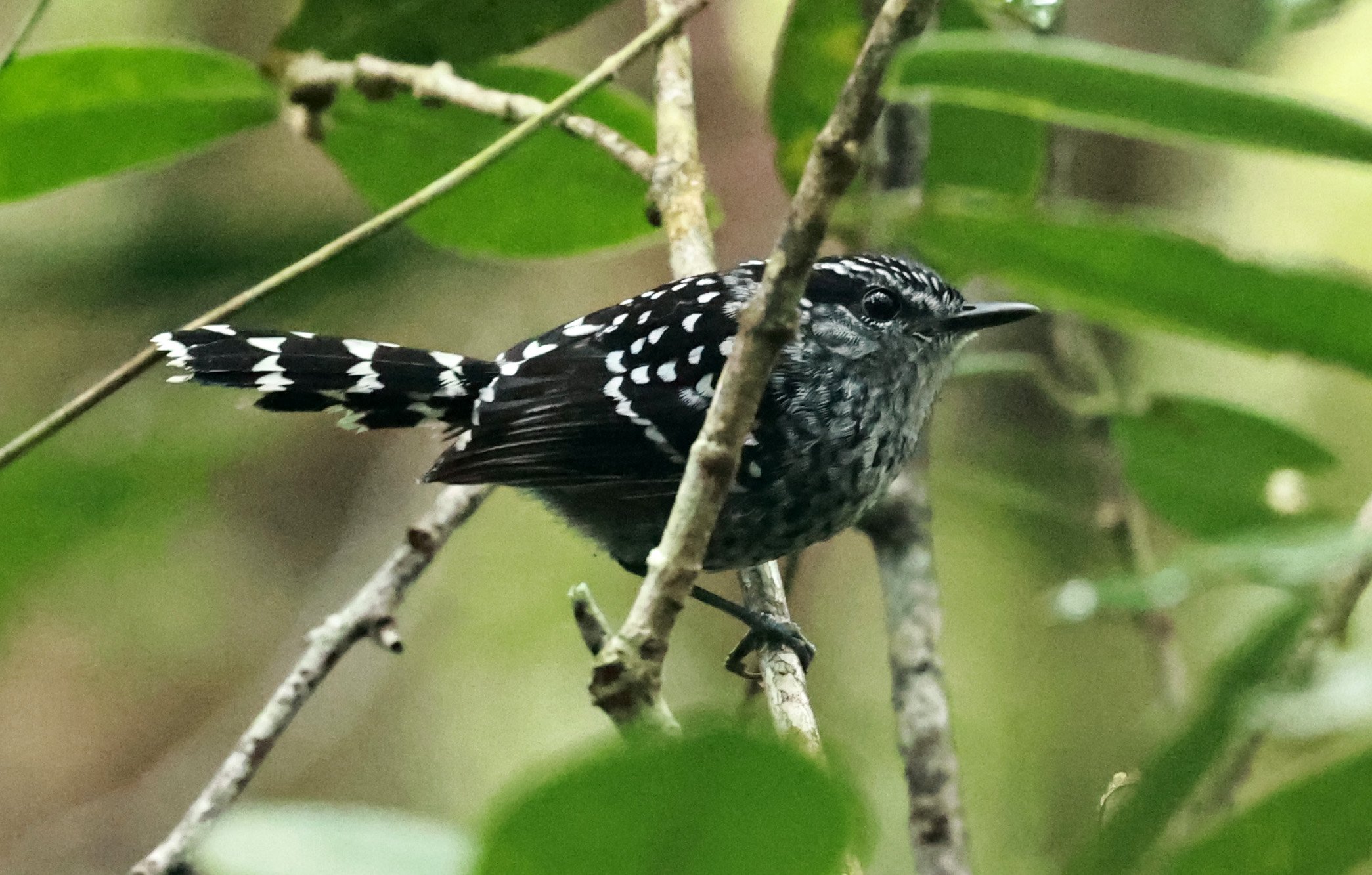 Scaled Antbird (Drymophila squamata) Superagui National Park, Brazil (2).jpg