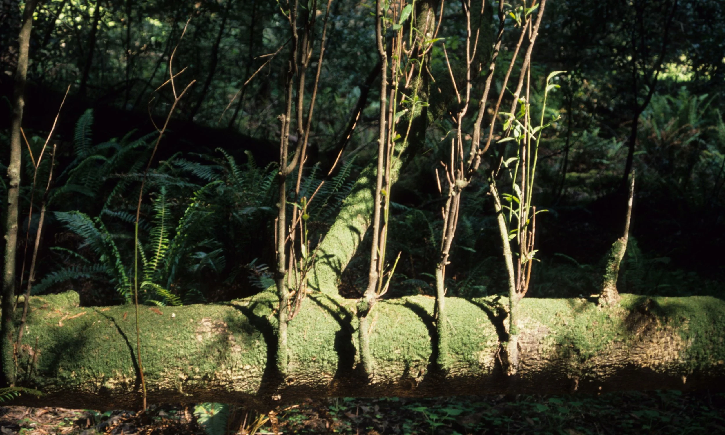 CALIFORNIA - POINT REYES - SALIX SECOND GROWTH SPRIGS.jpg