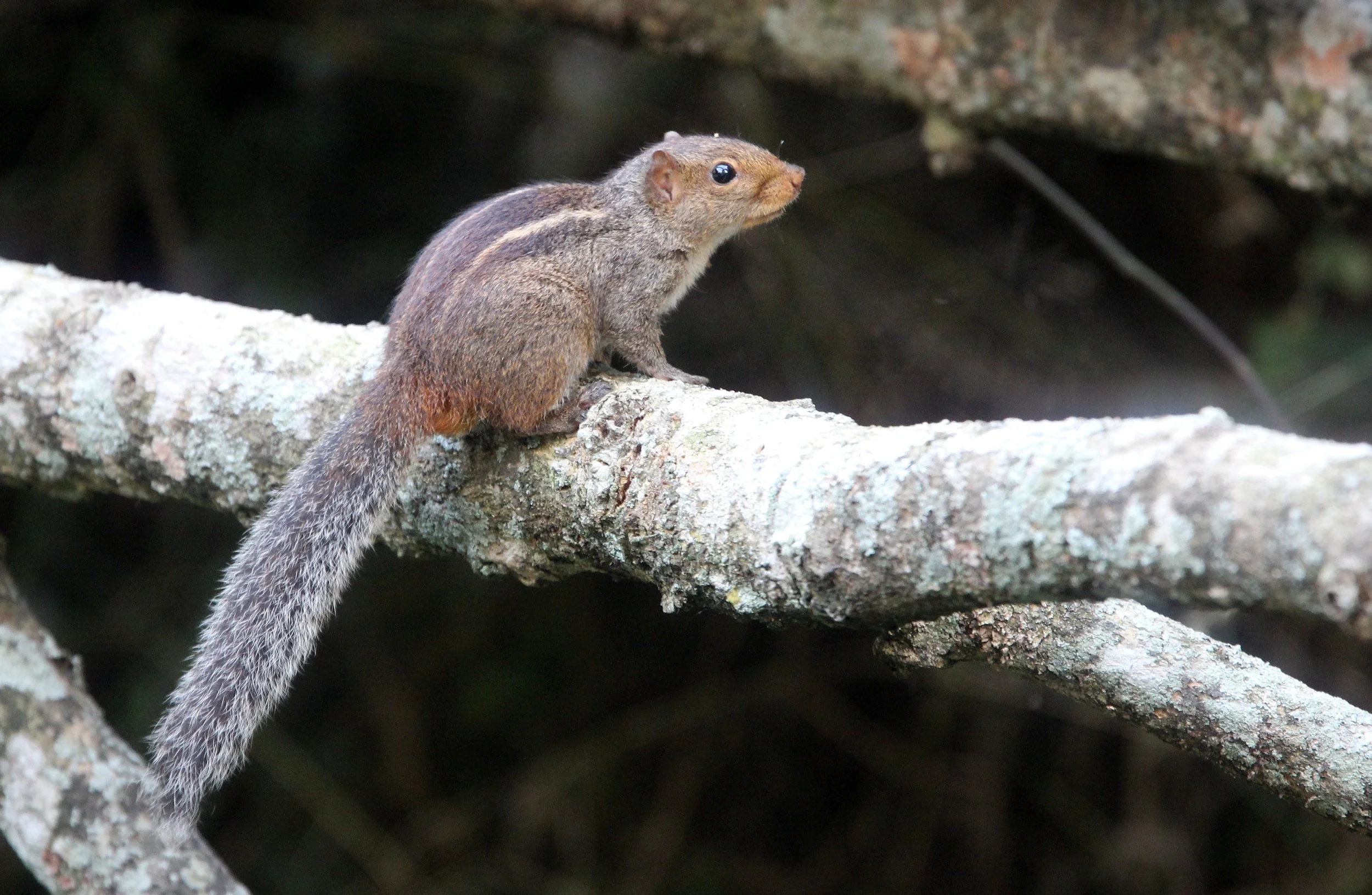 Funambulus tristriatus - JUNGLE PALM SQUIRREL - INDIRA GANDHI TOPSLIP NATIONAL PARK, TAMIL NADU INDIA (4).JPG