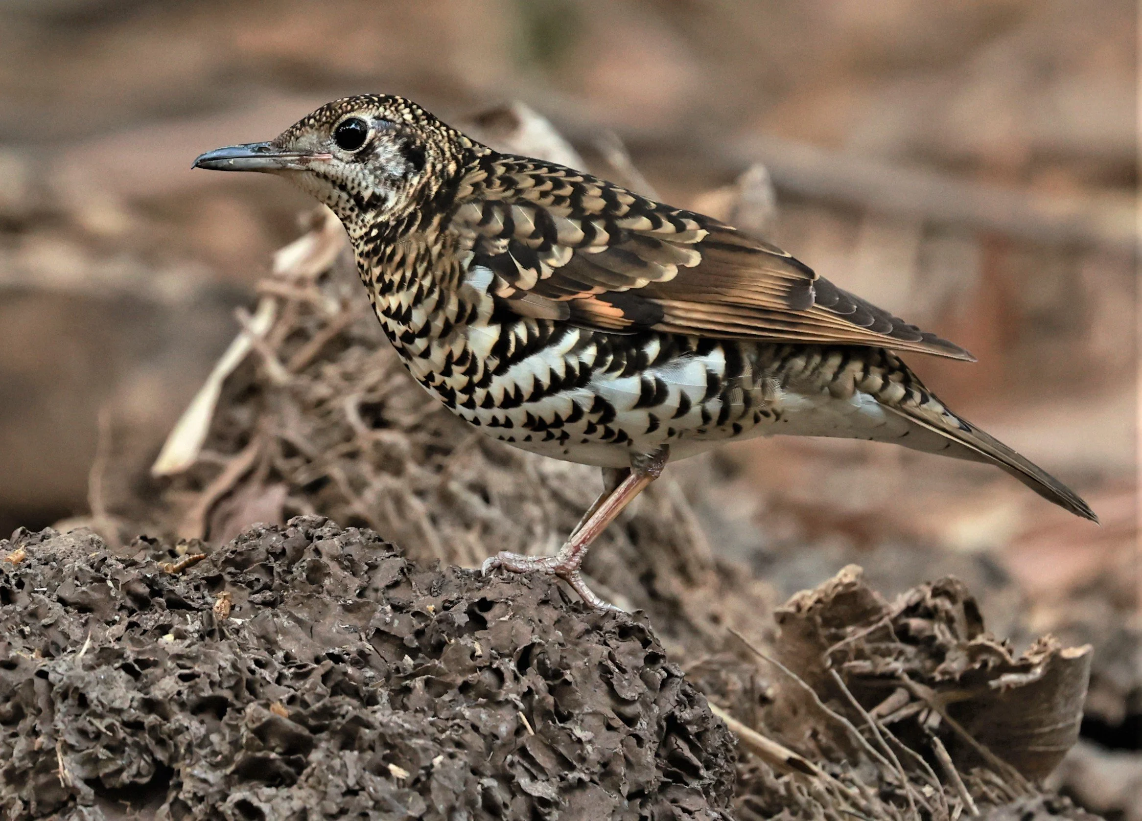 White's Thrush (Zoothera aurea) Putthamonthon Park Nakhon Pathom Thailand (128).jpg
