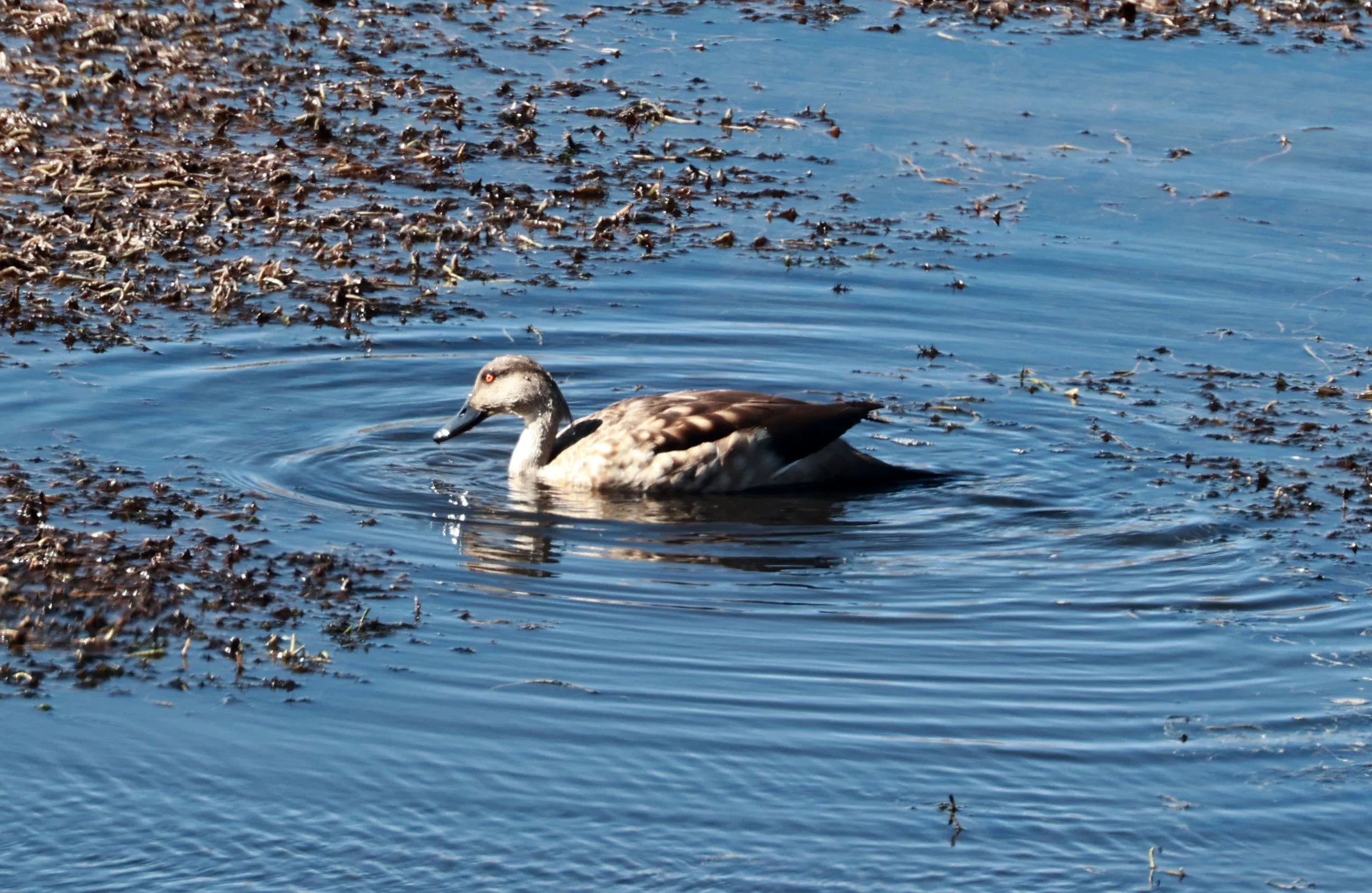 Duck - Crested Duck - Lophonetta specularioides - Lauca National Park, Chile (4).jpg