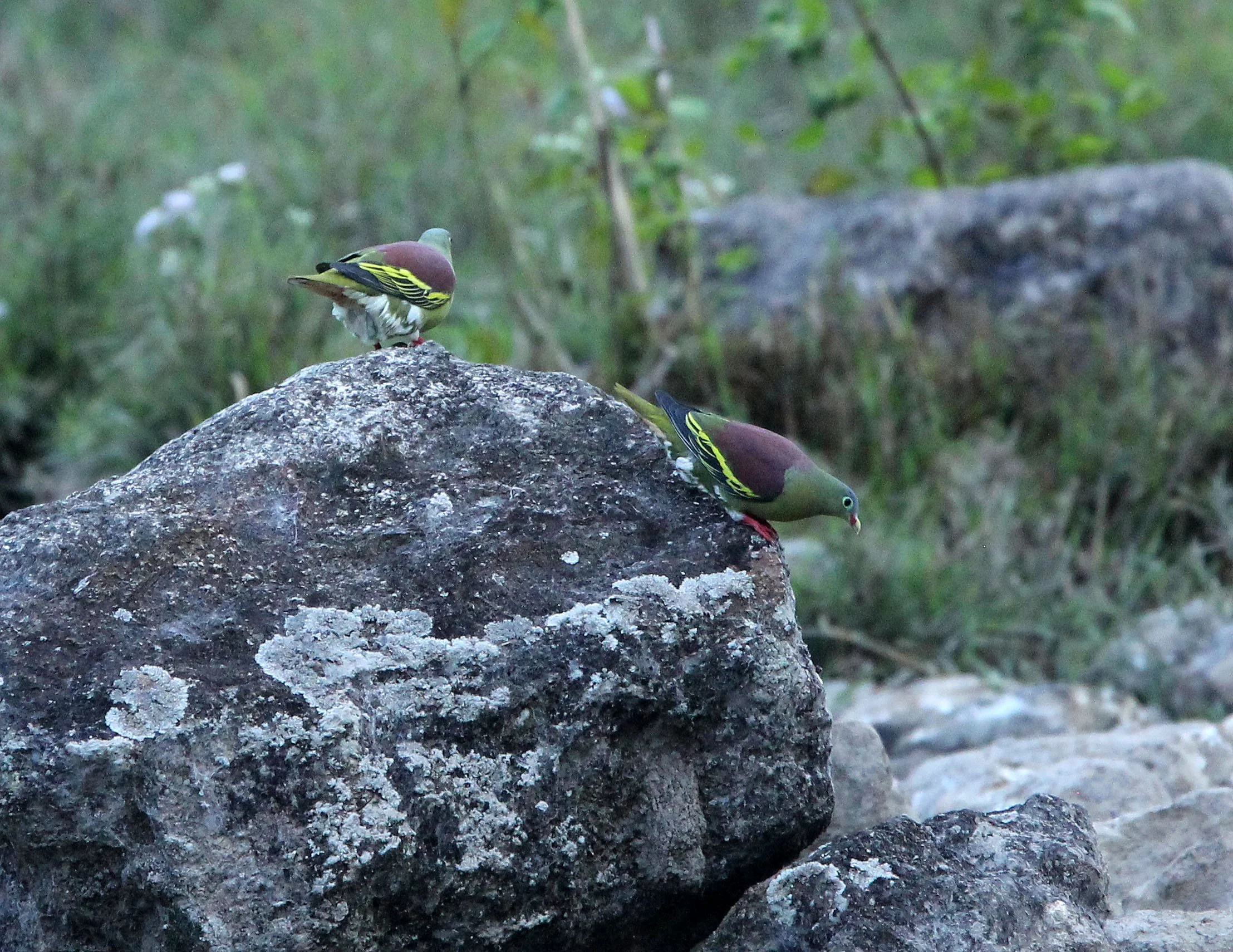 Thick-billed Green Pigeon (Treron curvirostra) Kapok Kapien Station and Mineral Lick Huai Kha Khaeng (17).JPG