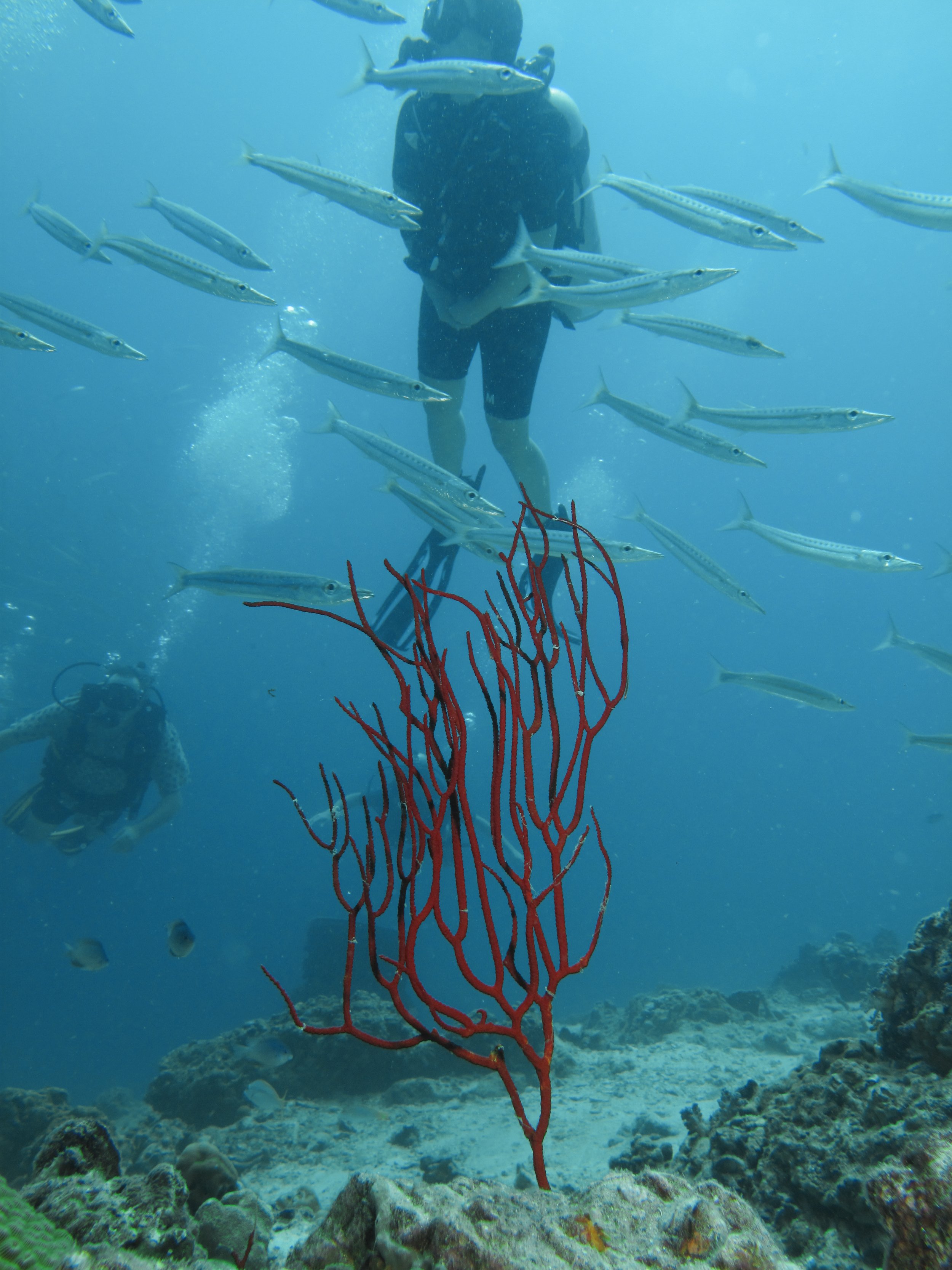 2013 Diving Koh Lanta (69).jpg