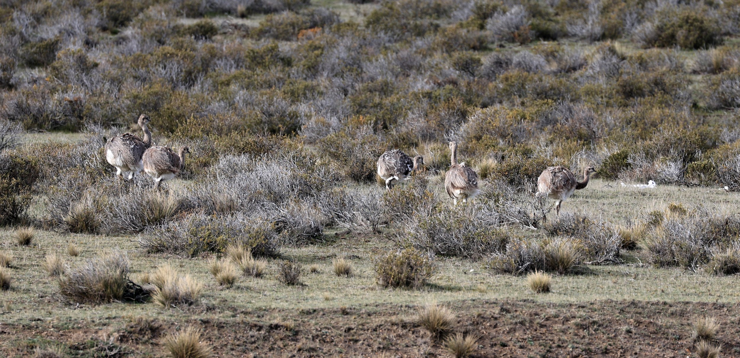 Lesser or Darwin's  Rhea (Rhea pennata) Valdes Peninsula, Chubut Province, Argentina Day 2 (30).jpg