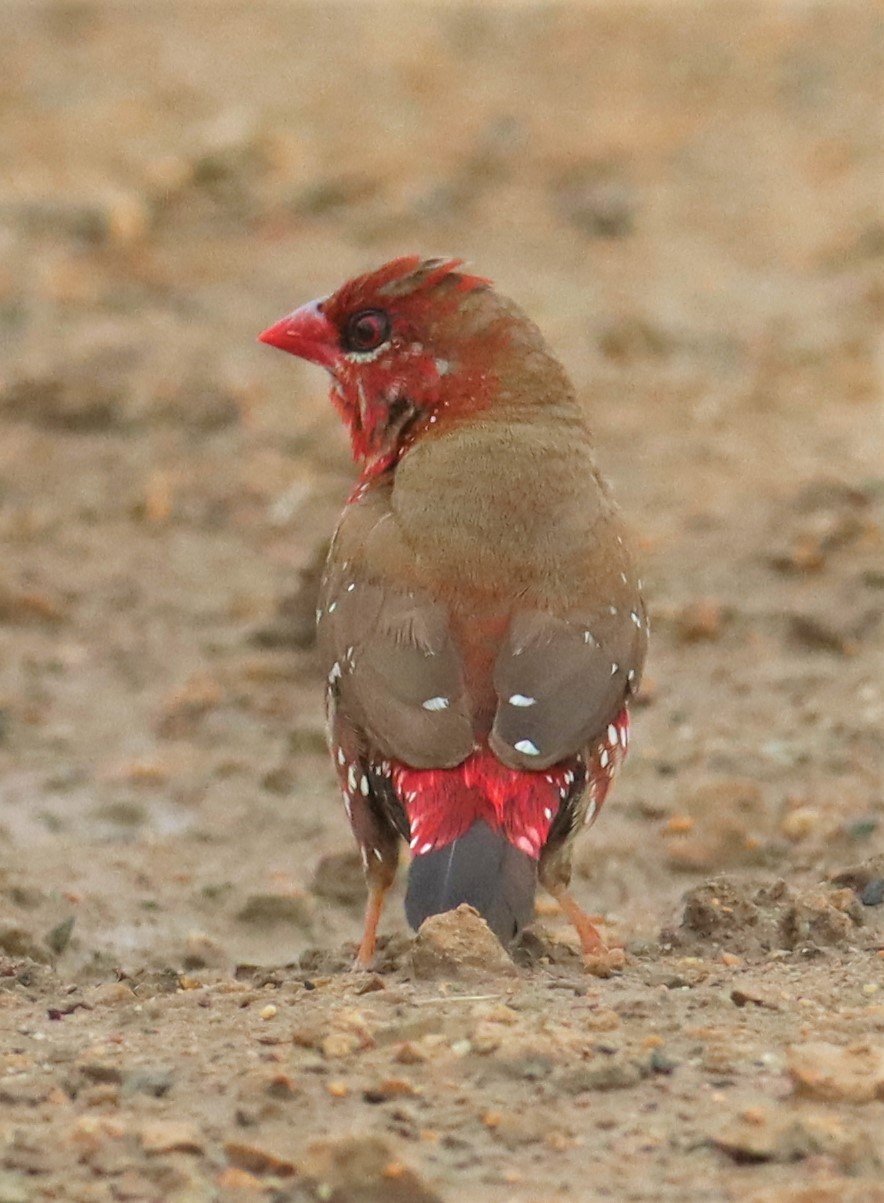 RED AVADAVAT - Amandava amandava - THAP YAO RICE FIELDS LAT KRABANG (101).jpg