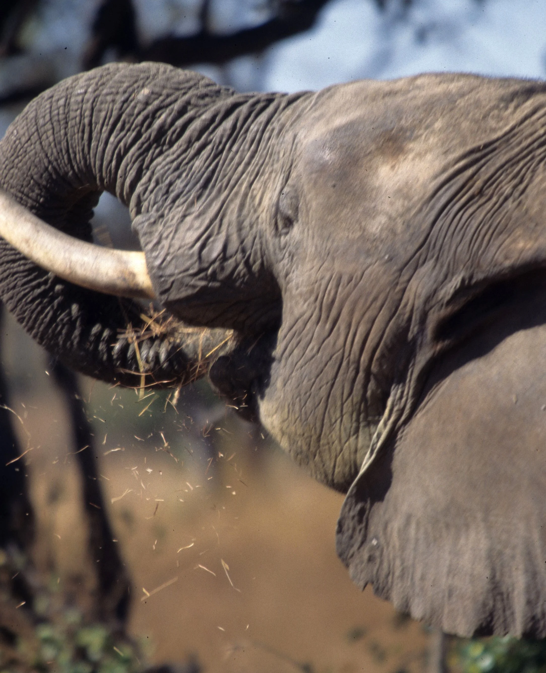 ELEPHANT - SERENGETI 22.jpg