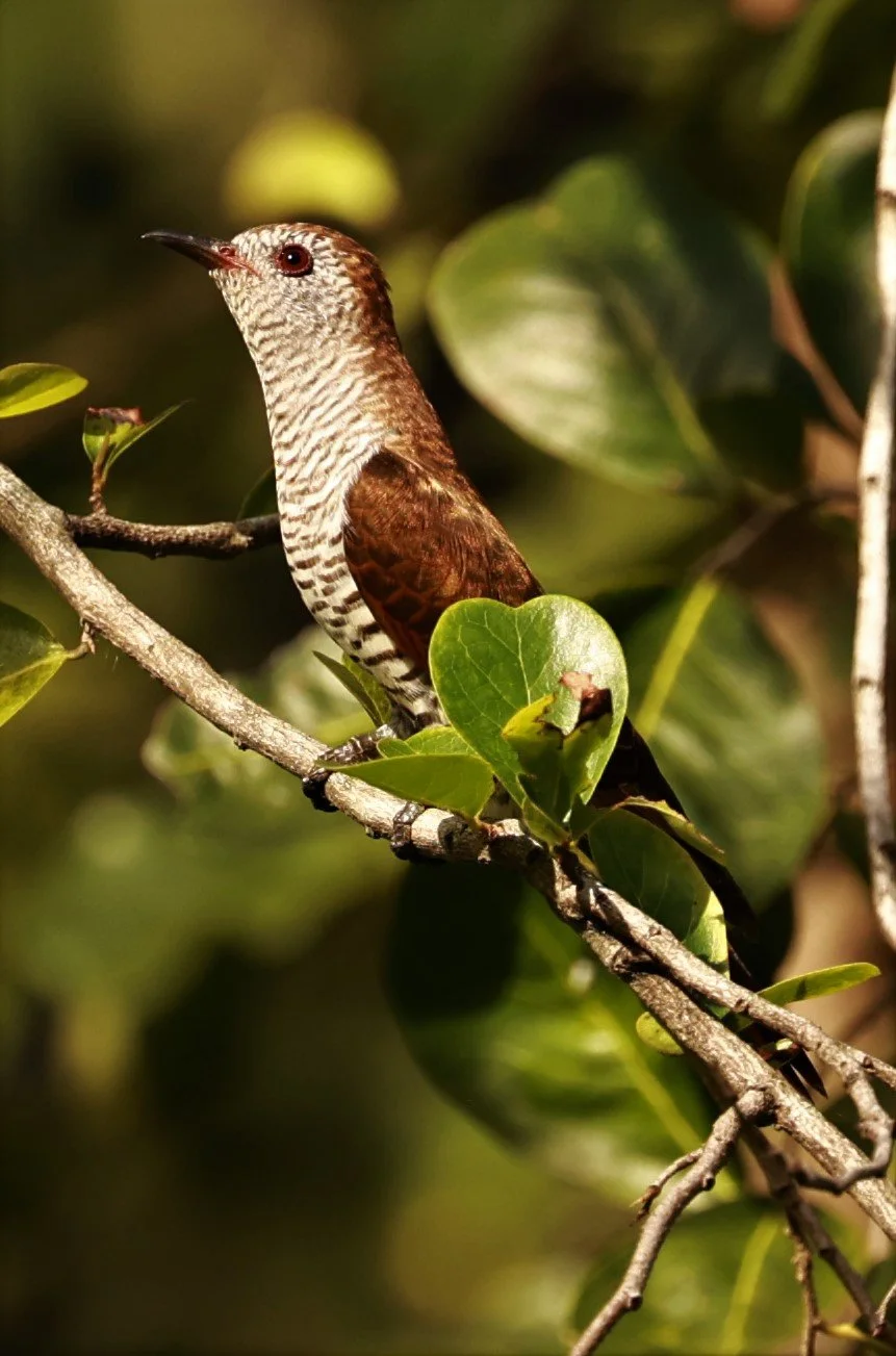 Violet Cuckoo (Chrysococcyx xanthorhynchus) Rama IX Park Bangkok (35).jpg