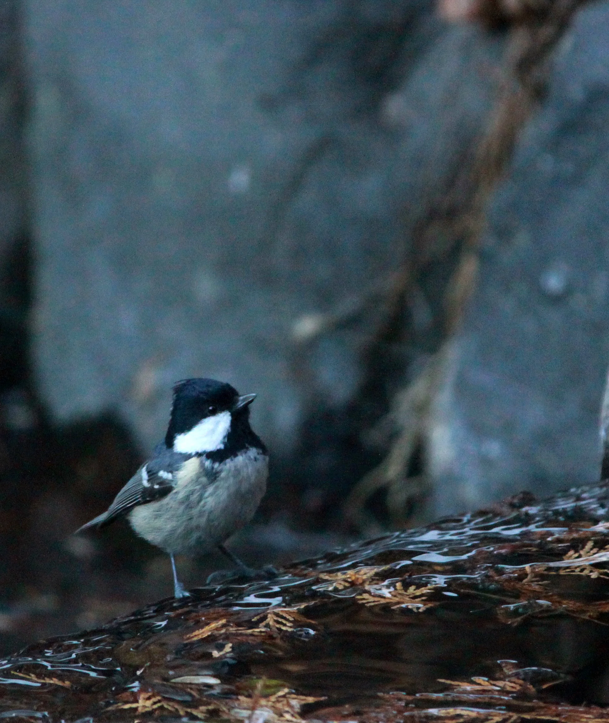 Coal Tit (Periparus ater) Shiobutsu Onsen Karuizawa, Japan.JPG