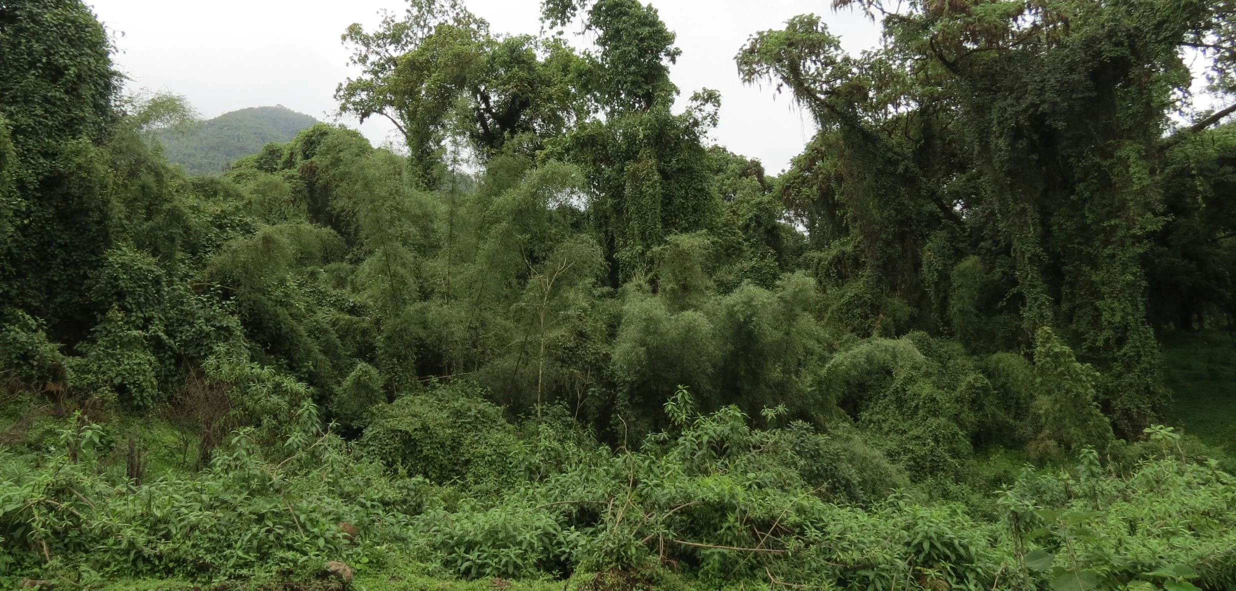 BALE MOUNTAINS NATIONAL PARK - HARENNA FOREST - ETHIOPIA (78).JPG