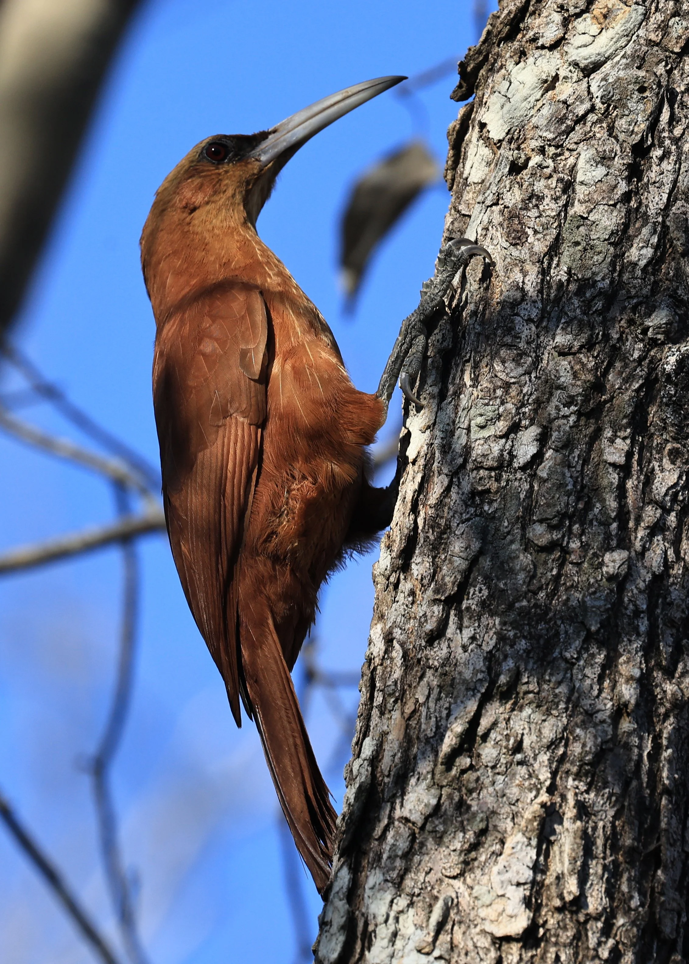 Great Rufous Woodcreeper (Xiphocolaptes major) Agua Dulce Paraguay (13).jpg