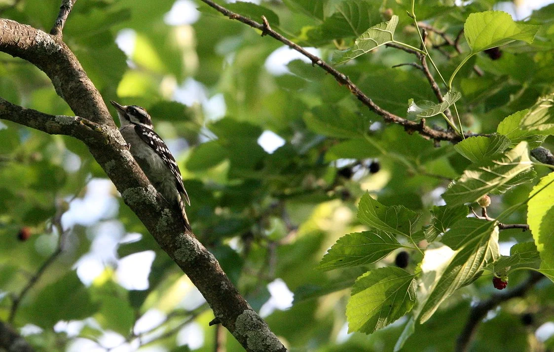 BIRD - WOODPECKER - DOWNY WOODPECKER - MCKEE MARSH ILLINOIS.JPG