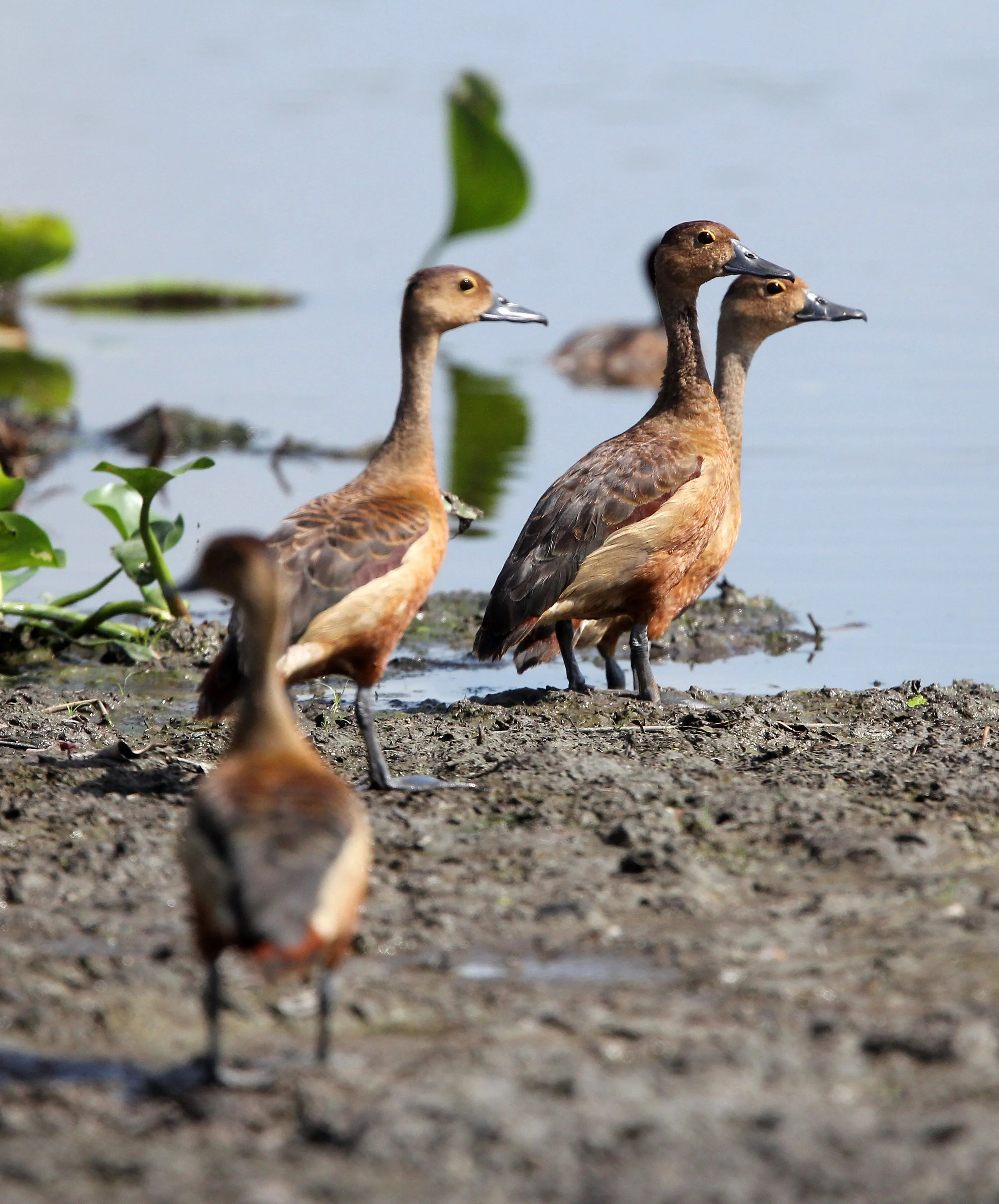 DUCK - LESSER WHISTLING DUCK  - Dendrocygna javanica - KOH LANTA THAILAND - SUMMER 2015 (11).JPG