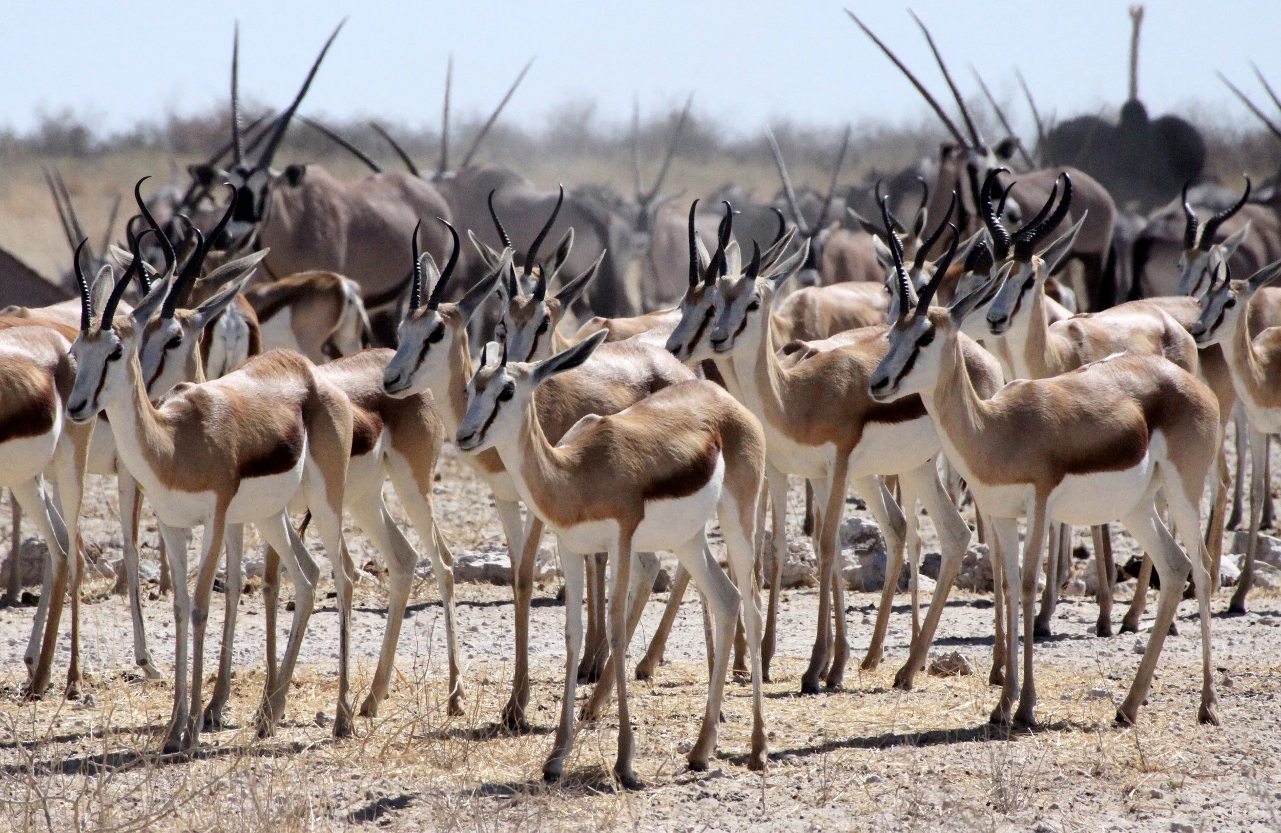 SPRINGBOK - ANGOLAN SPRINGBOK - Antidorcus angolensis - ETOSHA NATIONAL PARK NAMIBIA  (55).JPG
