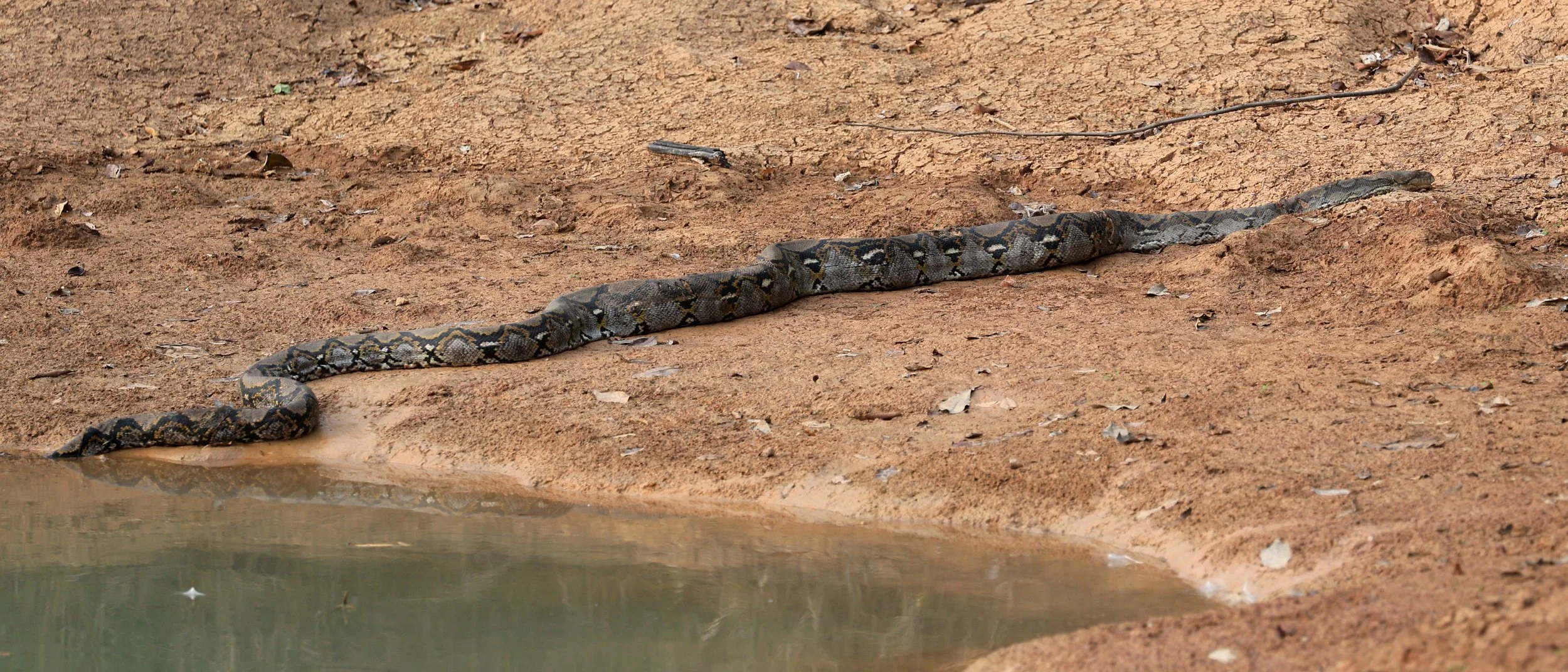 Reticulated Python (Malayopython reticulatus) Khao Yai National Park Feb 2026 Day 3 (2).jpg