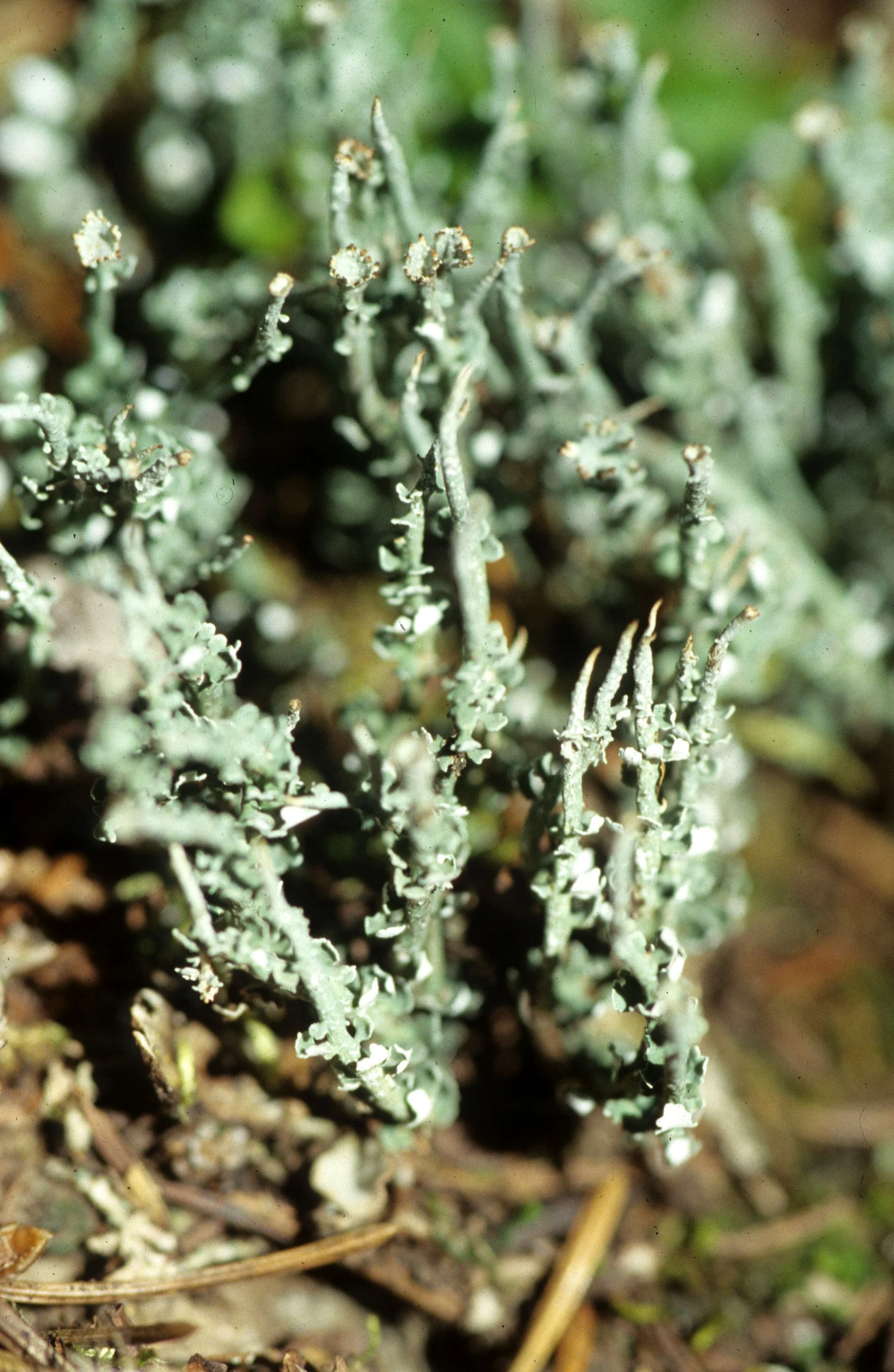 CALIFORNIA - SIERRA NEVADA - LICHEN SPECIES (6).jpg