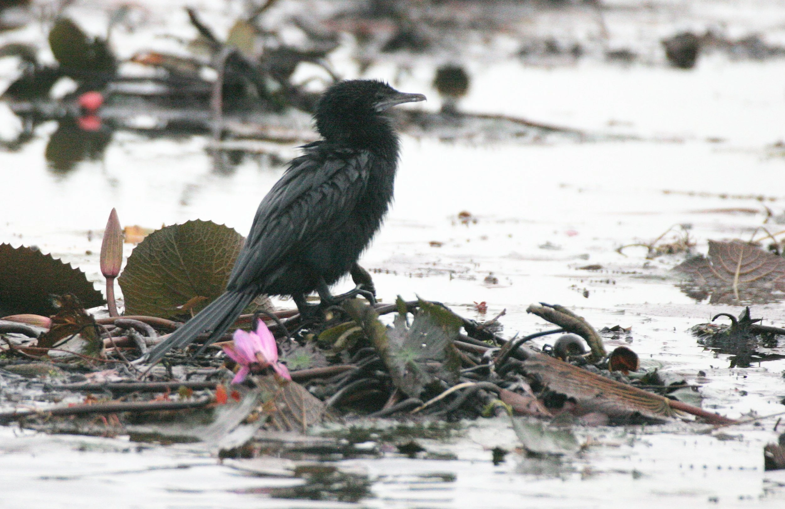 Microcarbo niger - Little Cormorant - Bueng Boraphet Thailand (3).JPG