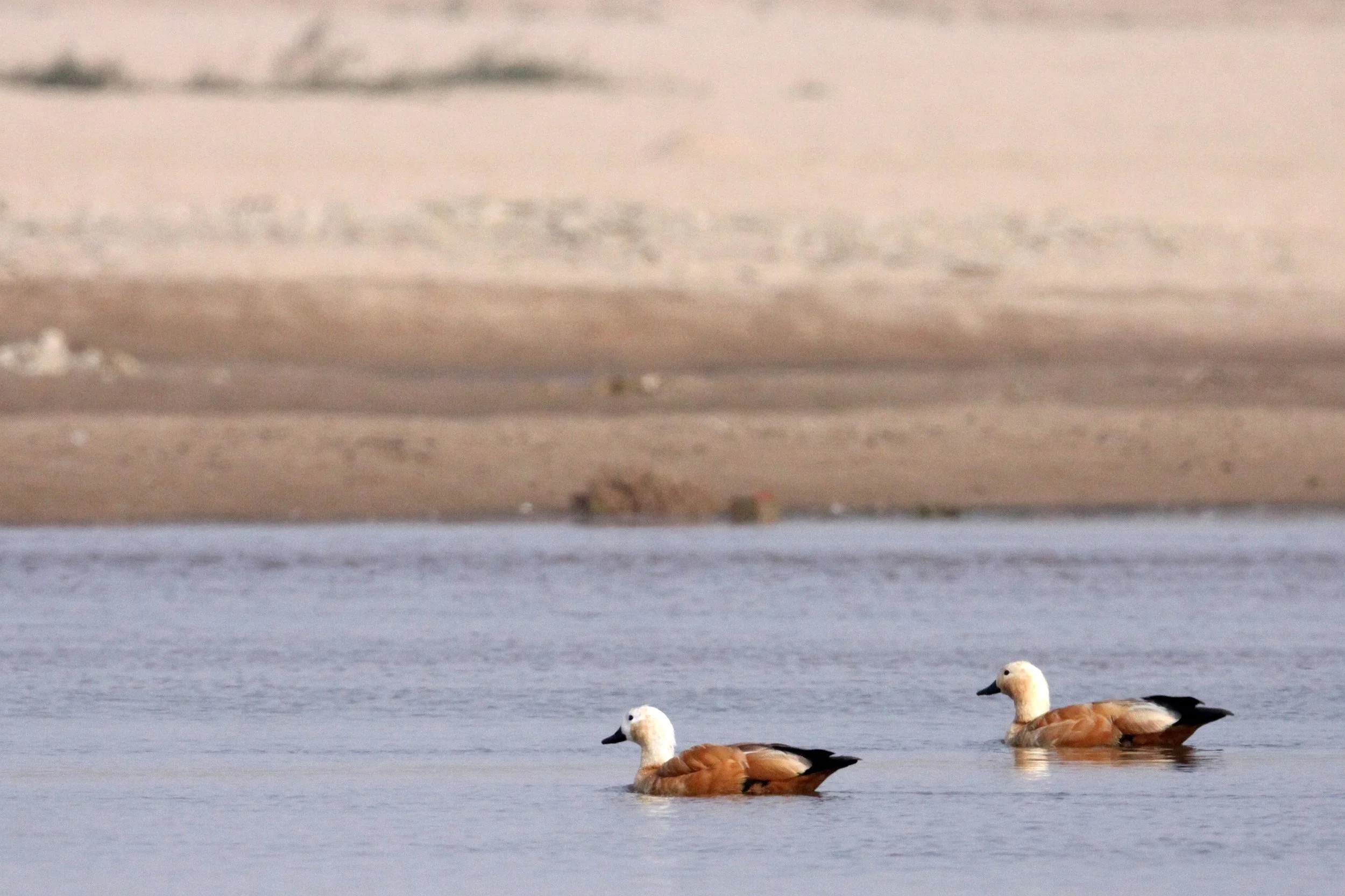 SHELDUCK - RUDDY SHELDUCK  - Tadorna ferruginea - CHAMBAL RIVER SANCTUARY INDIA (20).JPG