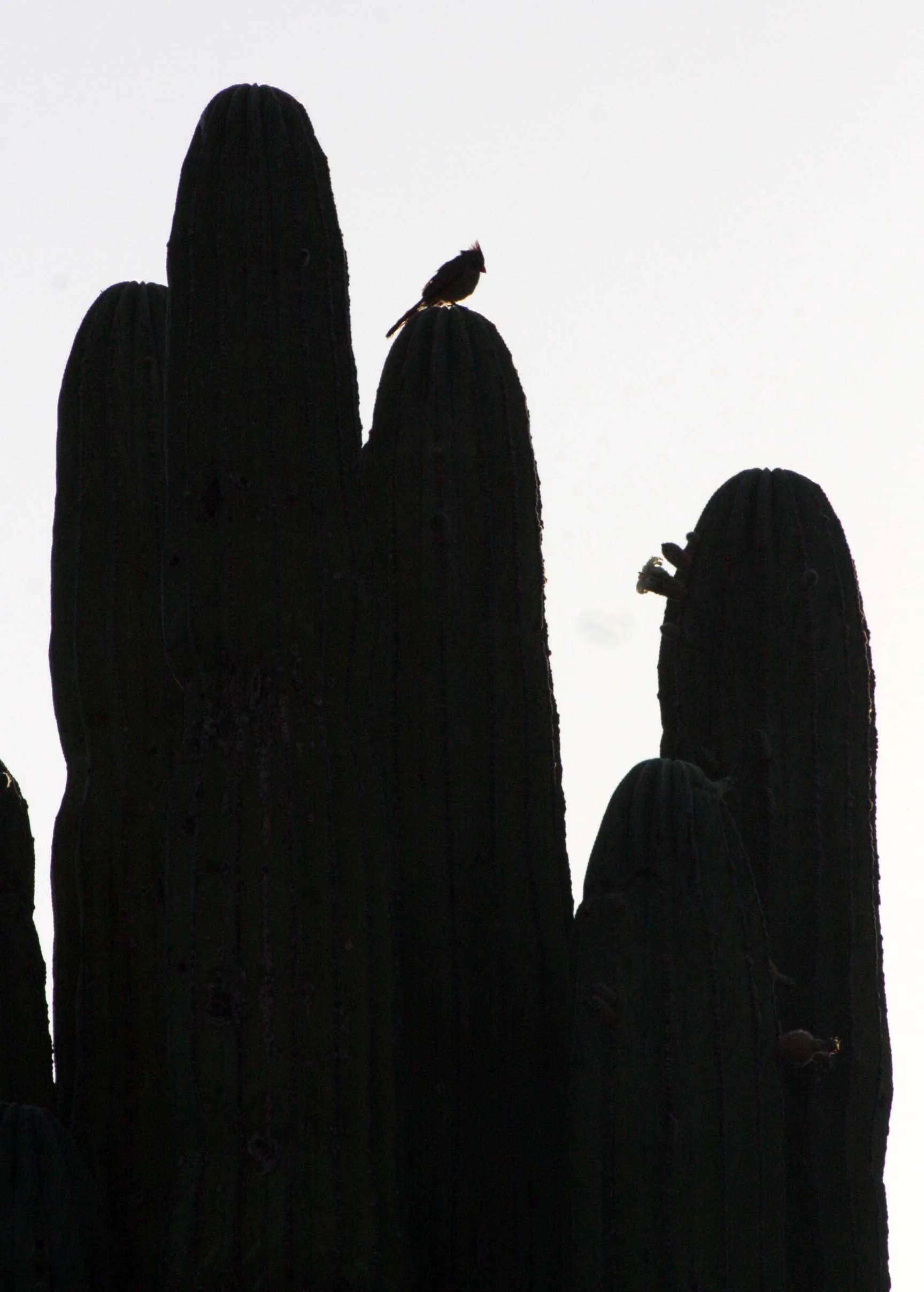 BIRD - CARDINAL - NORTHERN CARDINAL - ISLA SANTA CATALINA BAJA MEXIO (23).JPG