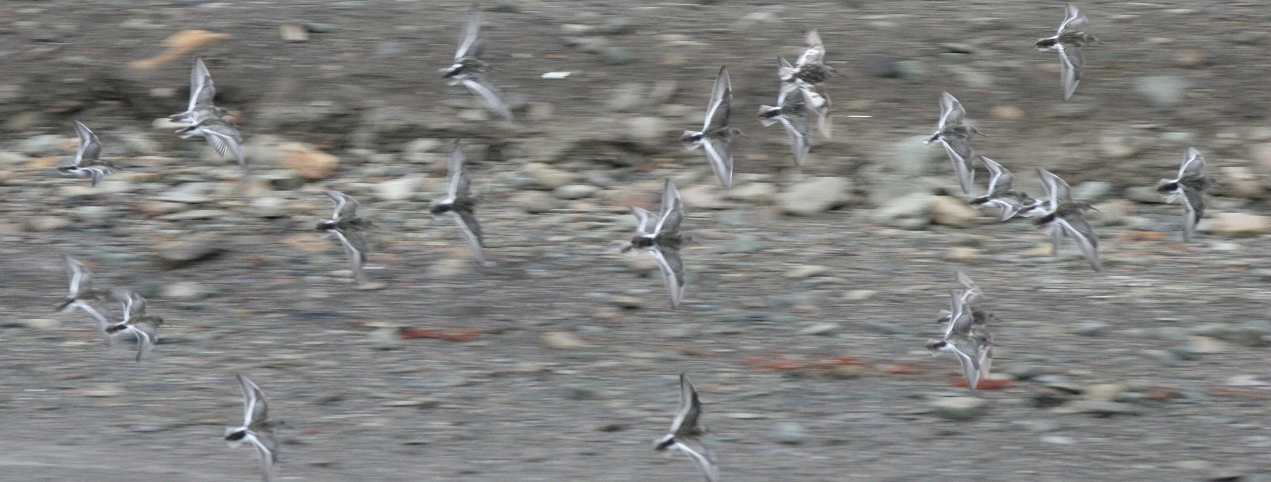 BIRD - TERN - ARCTIC TERN - SVALBARD (8).jpg
