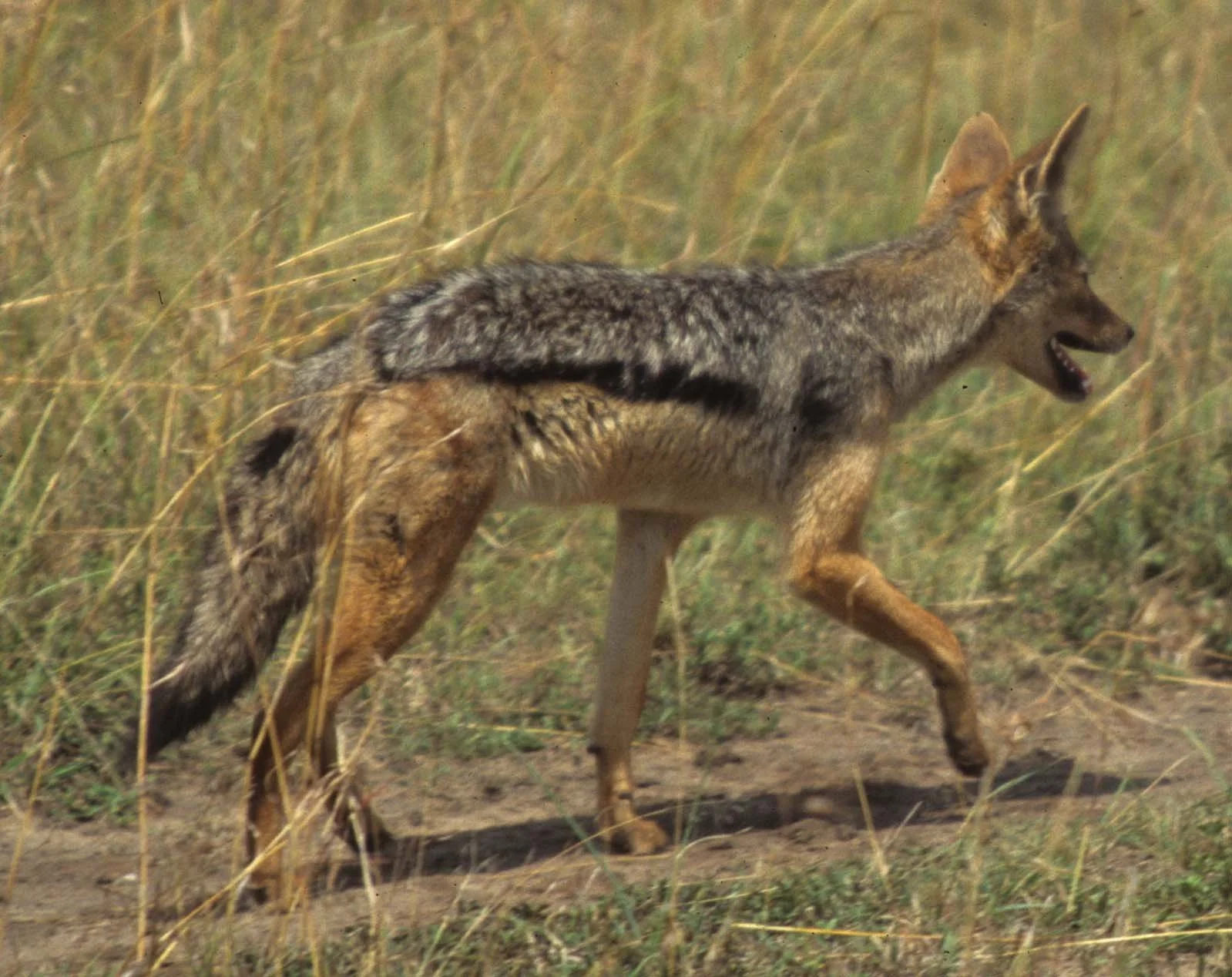 CANID - JACKEL - BLACKBACKED - SERENGETI (4).jpg