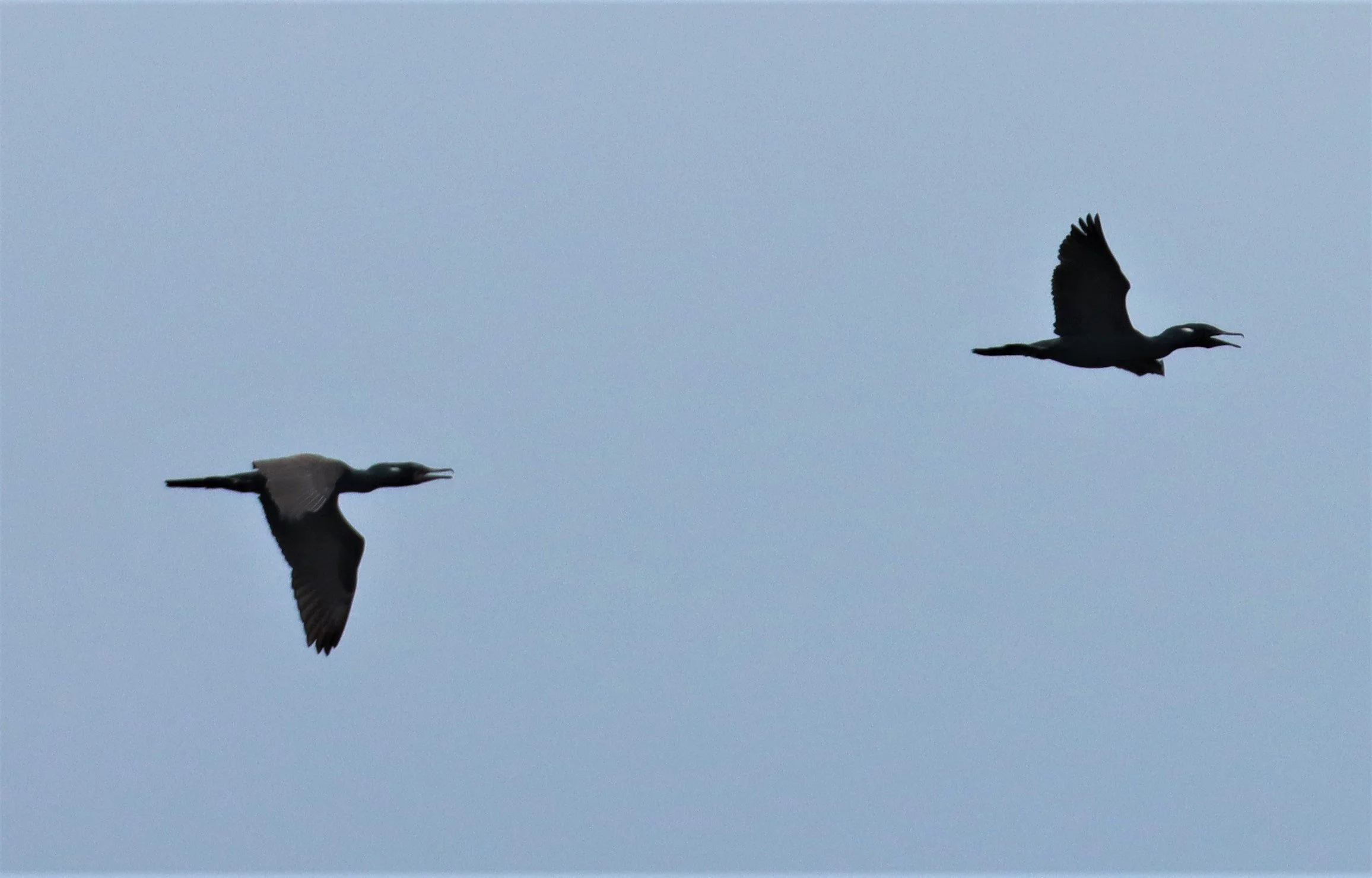 Phalacrocorax fuscicollis - Indian Cormorant or Shag - Lad Krabang Thailand.jpg