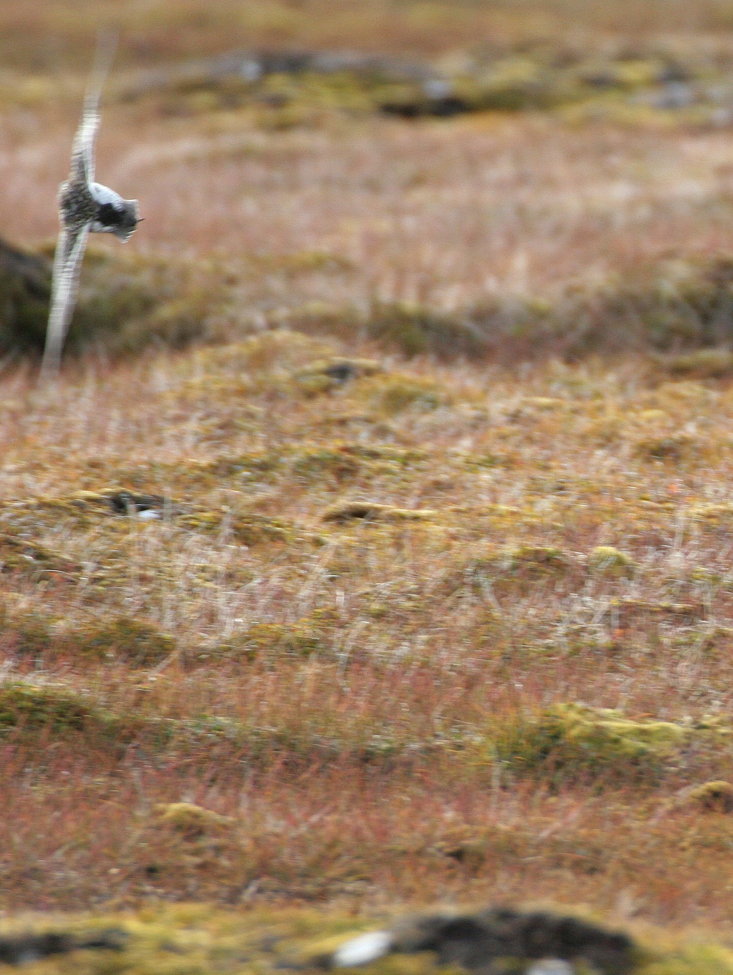 BIRD - SANDPIPER - PURPLE SANDPIPER - SVALBARD (3).jpg