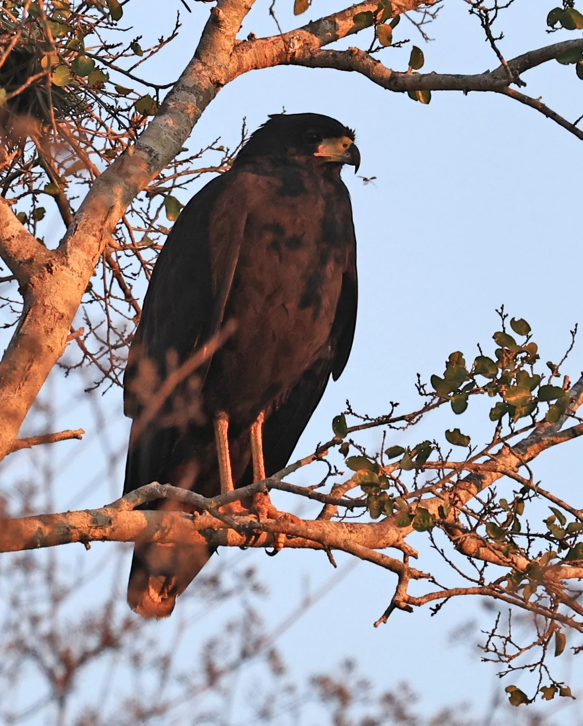 Zone-tailed Hawk (Buteo albonotatus) Agua Dulce Paraguay (4).jpg
