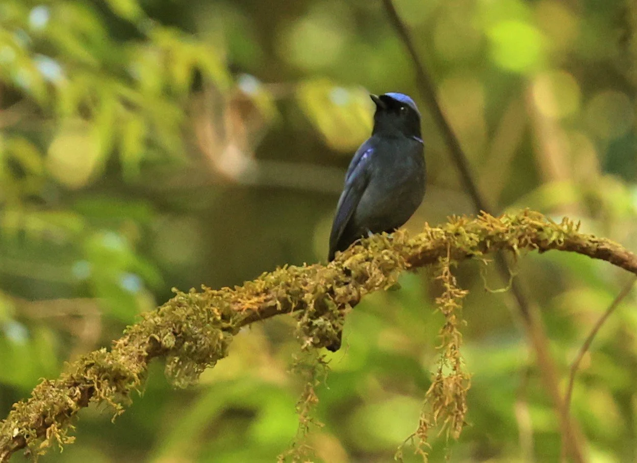 NILTAVA - LARGE NILTAVA - Niltava grandis - DOI LANG EAST DOI PHA HOM POK NP, DECEMBER 2021 (13).jpg