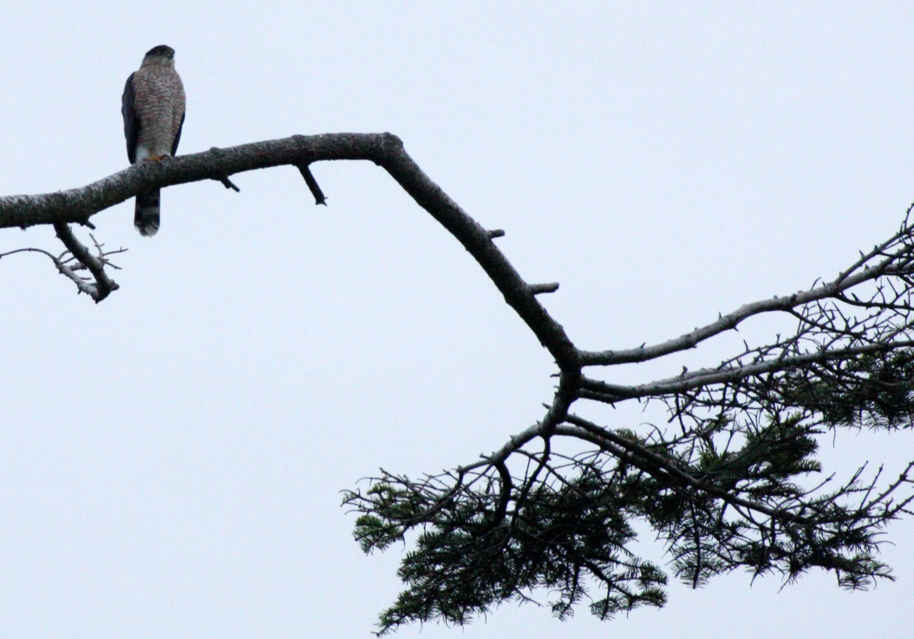 Accipiter cooperii - COOPERS HAWK - SEQUIM PRAIRIE (2).JPG