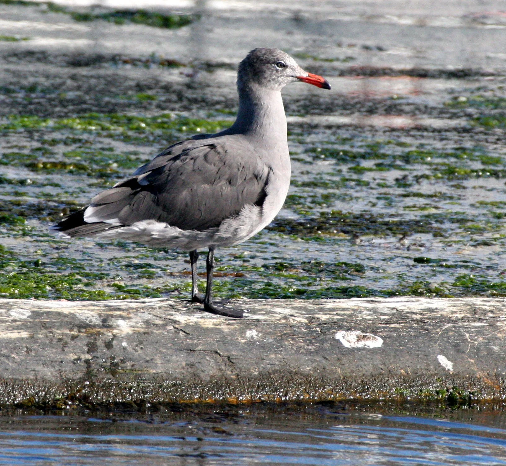 BIRD - GULL - HEERMANN'S GULL - PA HARBOR WA (9).JPG