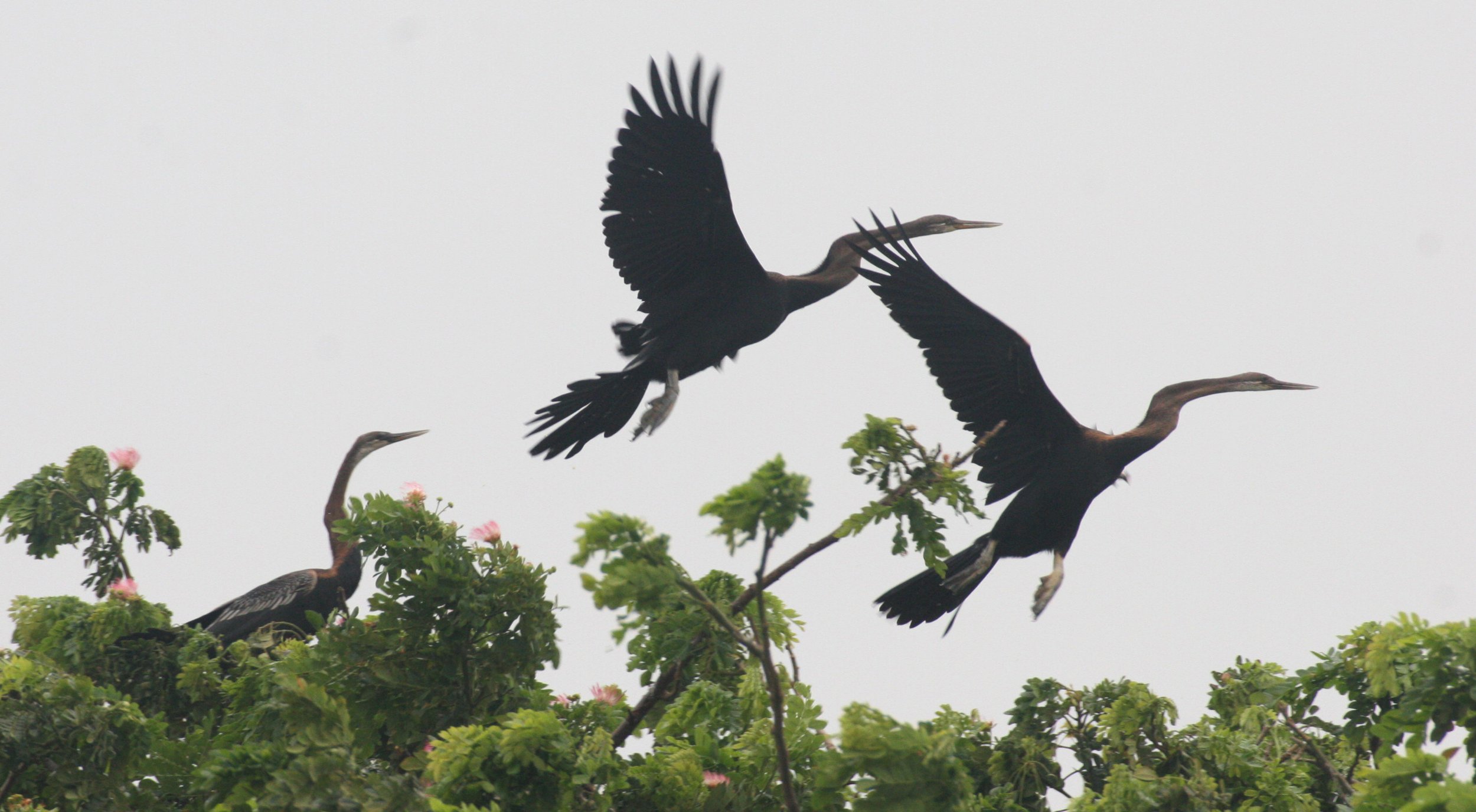 DARTER - Anhinga melanogaster - BUENG BORAPHET THAILAND (4).JPG